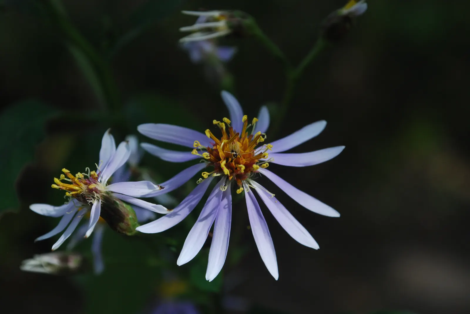 Big Leaf Aster (Aster Macrophyllus) — is a perennial native to the eastern and central regions of North America; take note of its natural woodland, image 58