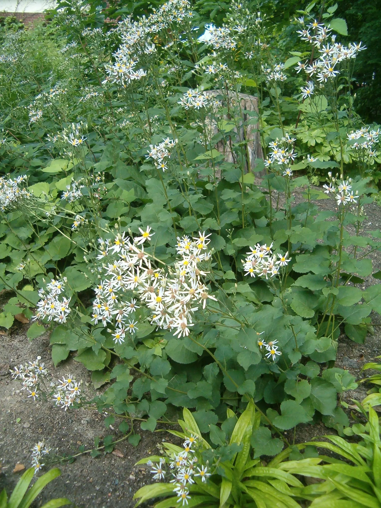 Big Leaf Aster (Aster Macrophyllus) — This shade-tolerant aster is recognized by its sizable heart-shaped leaves