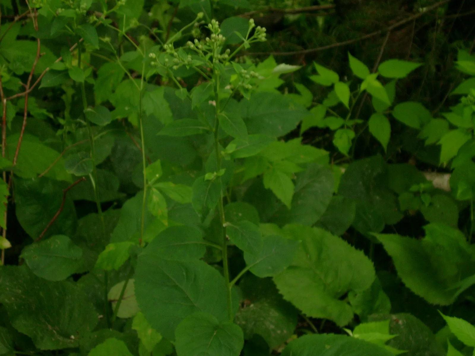 Big Leaf Aster (Aster Macrophyllus) — perennial for half or shade; and other shade-loving plants