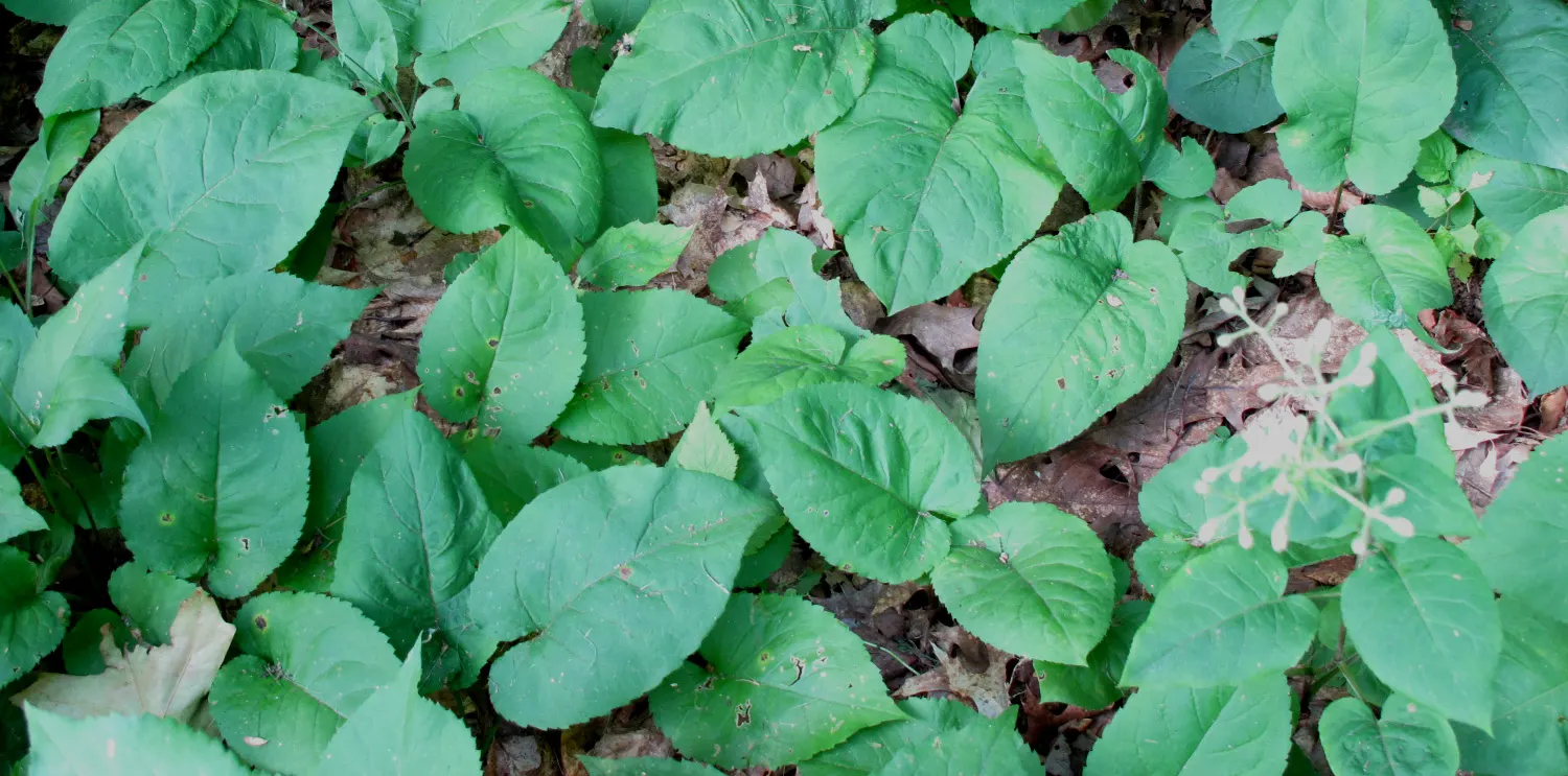 Big Leaf Aster (Aster Macrophyllus) — which can span up to 8 inches in width