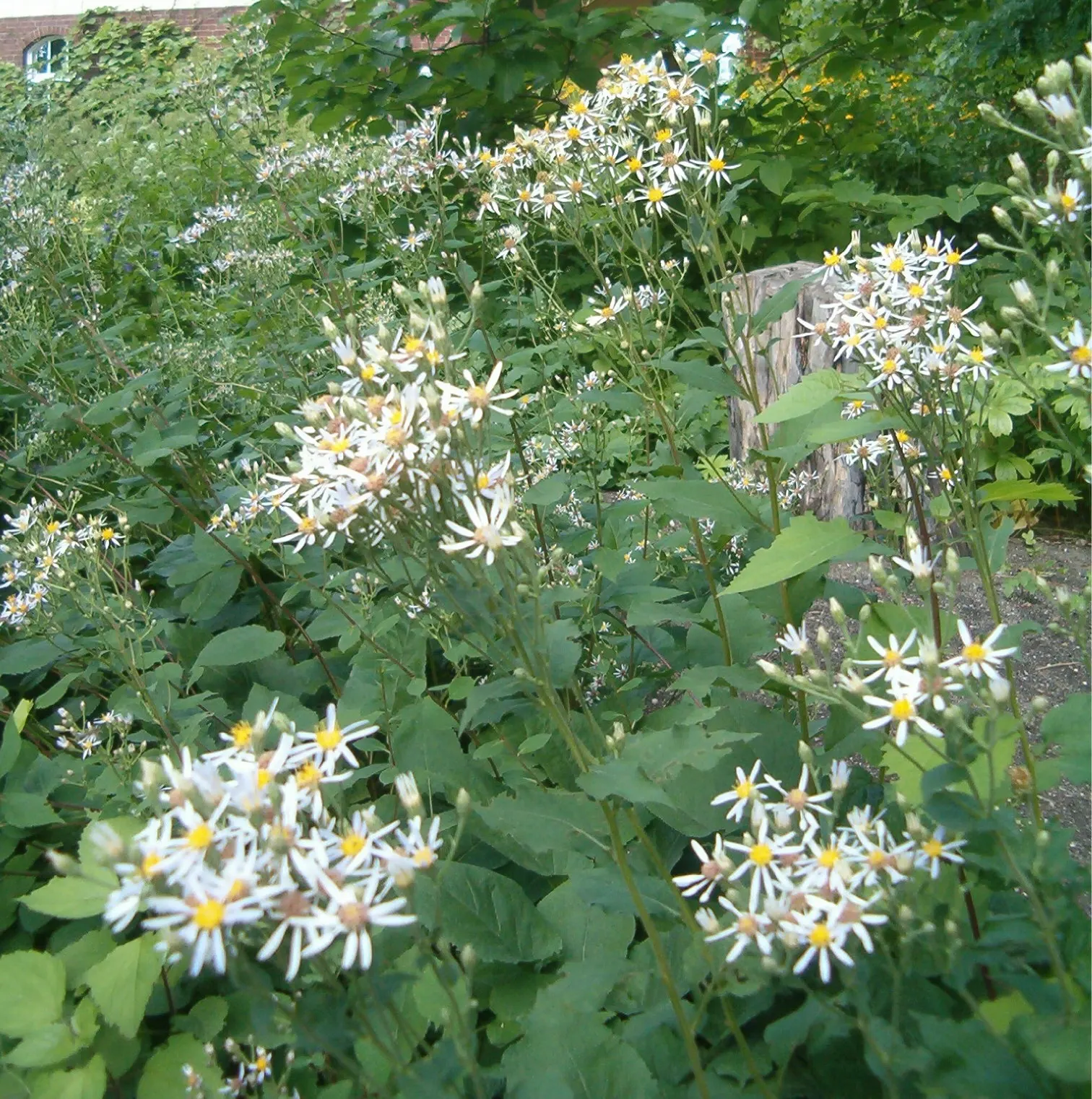 Big Leaf Aster (Aster Macrophyllus) — Attracts butterflies and supports pollinators in naturalistic or woodland garden settings; white flowers in the garden
