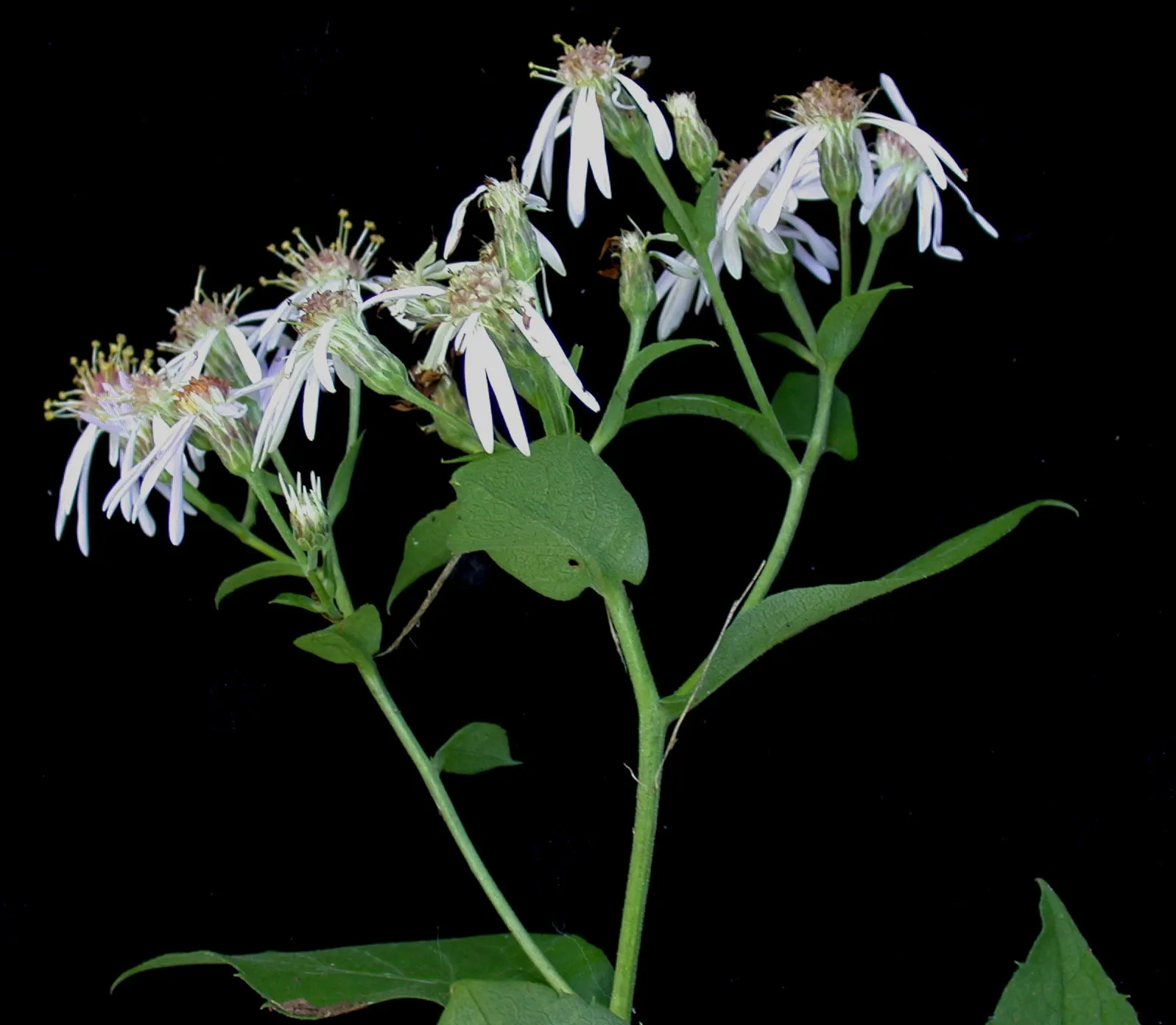Big Leaf Aster (Aster Macrophyllus) — This shade-tolerant aster is recognized by its sizable heart-shaped leaves; with heart-shaped leaves up to 8, image 59