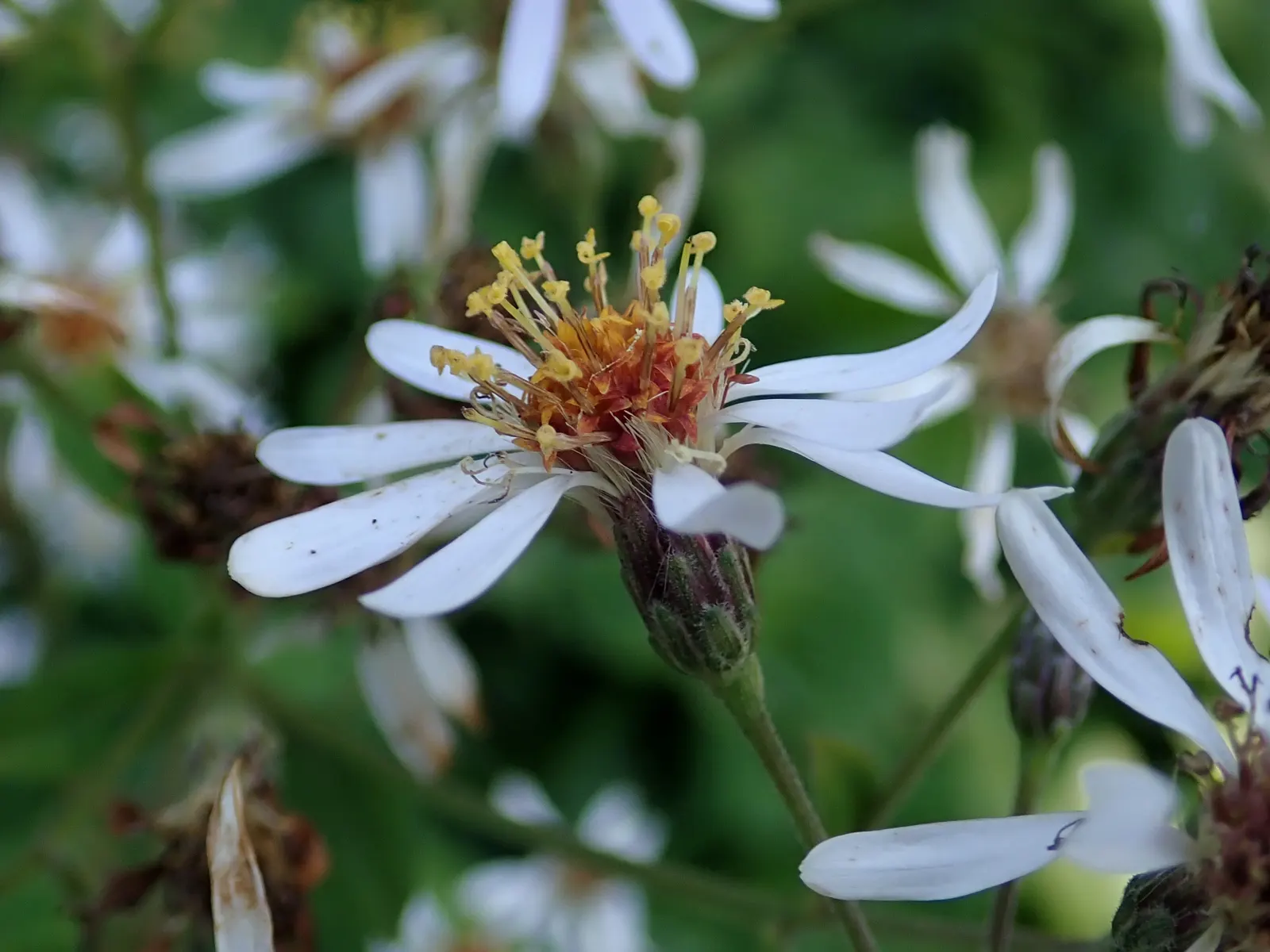 Big Leaf Aster (Aster Macrophyllus) — This shade-tolerant aster is recognized by its sizable heart-shaped leaves; with heart-shaped leaves up to 8 inches wide