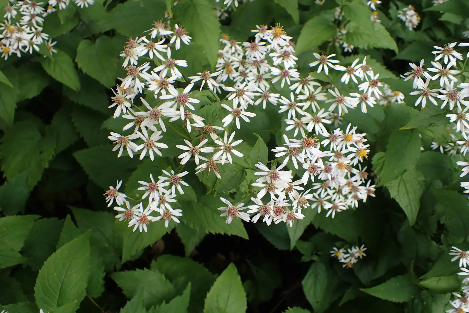 Big Leaf Aster (Aster Macrophyllus) — Its robust foliage and fall blossoms provide a striking texture and color contrast amongst ferns; it prefers, image 68