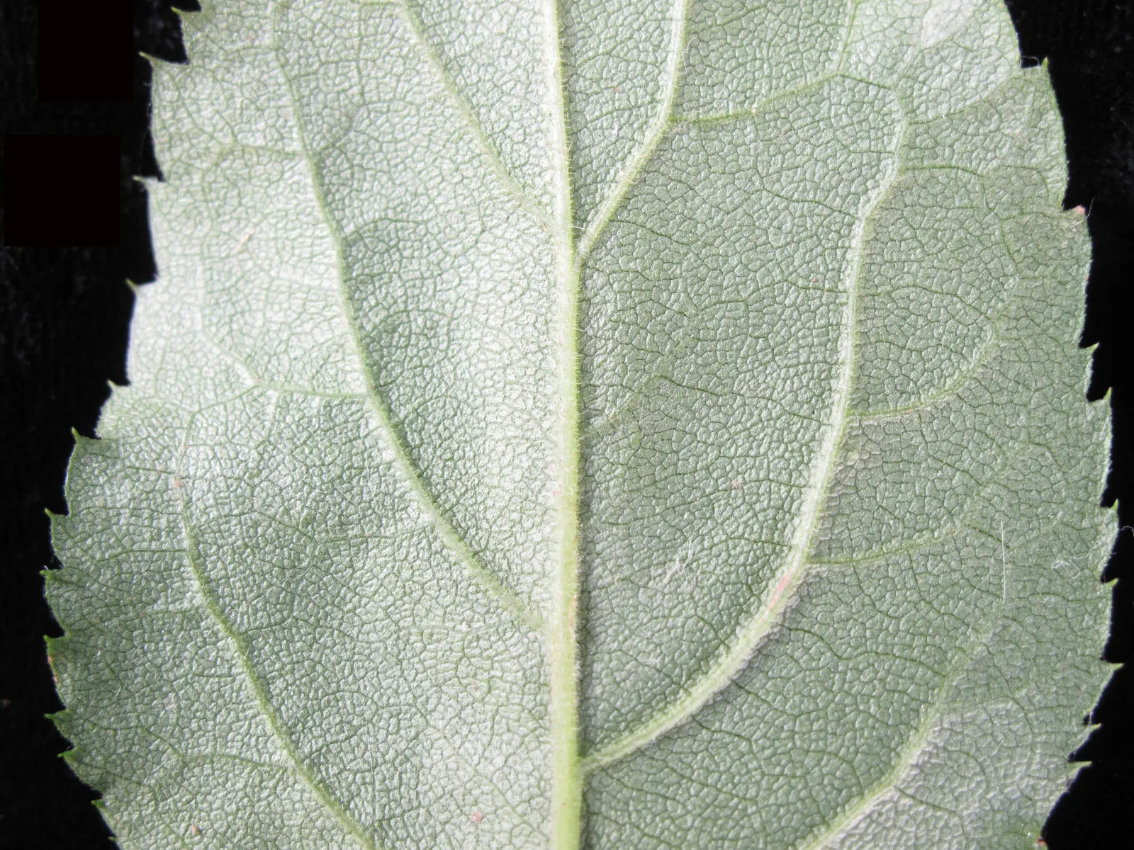 Big Leaf Aster (Aster Macrophyllus) — this woodland aster features lavender-blue flowers spanning 1-2 inches across; it's hardy in USDA zones 3 to 8
