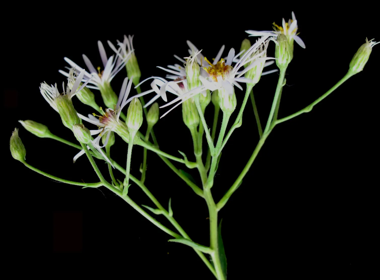 Big Leaf Aster (Aster Macrophyllus) — Big Leaf Aster (Aster macrophyllus) is a North American native perennial, thriving in USDA zones 3-8, image 49