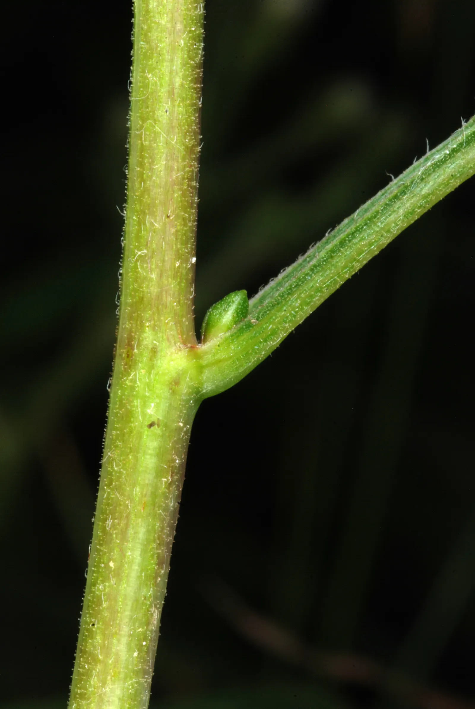 Big Leaf Aster (Aster Macrophyllus) — It's hardy in USDA zones 3 to 8; this woodland aster features lavender-blue flowers spanning 1-2 inches across, image 66