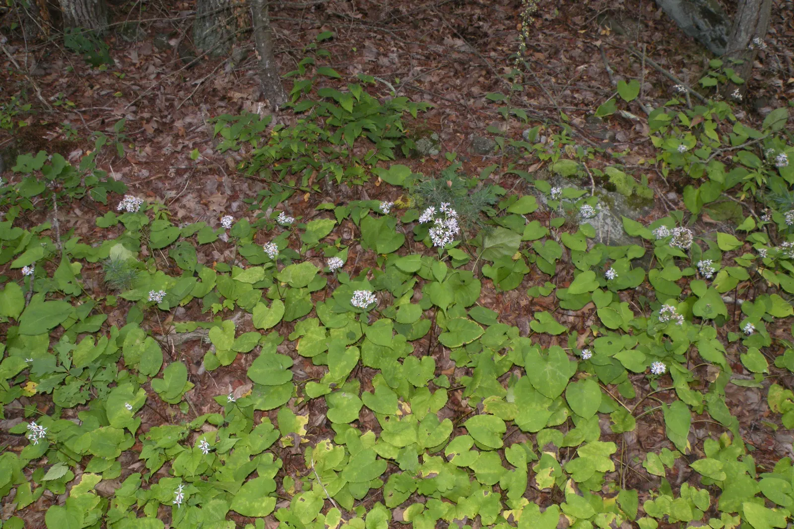 Big Leaf Aster (Aster Macrophyllus) — It's hardy in USDA zones 3 to 8; this woodland aster features lavender-blue flowers spanning 1-2 inches across