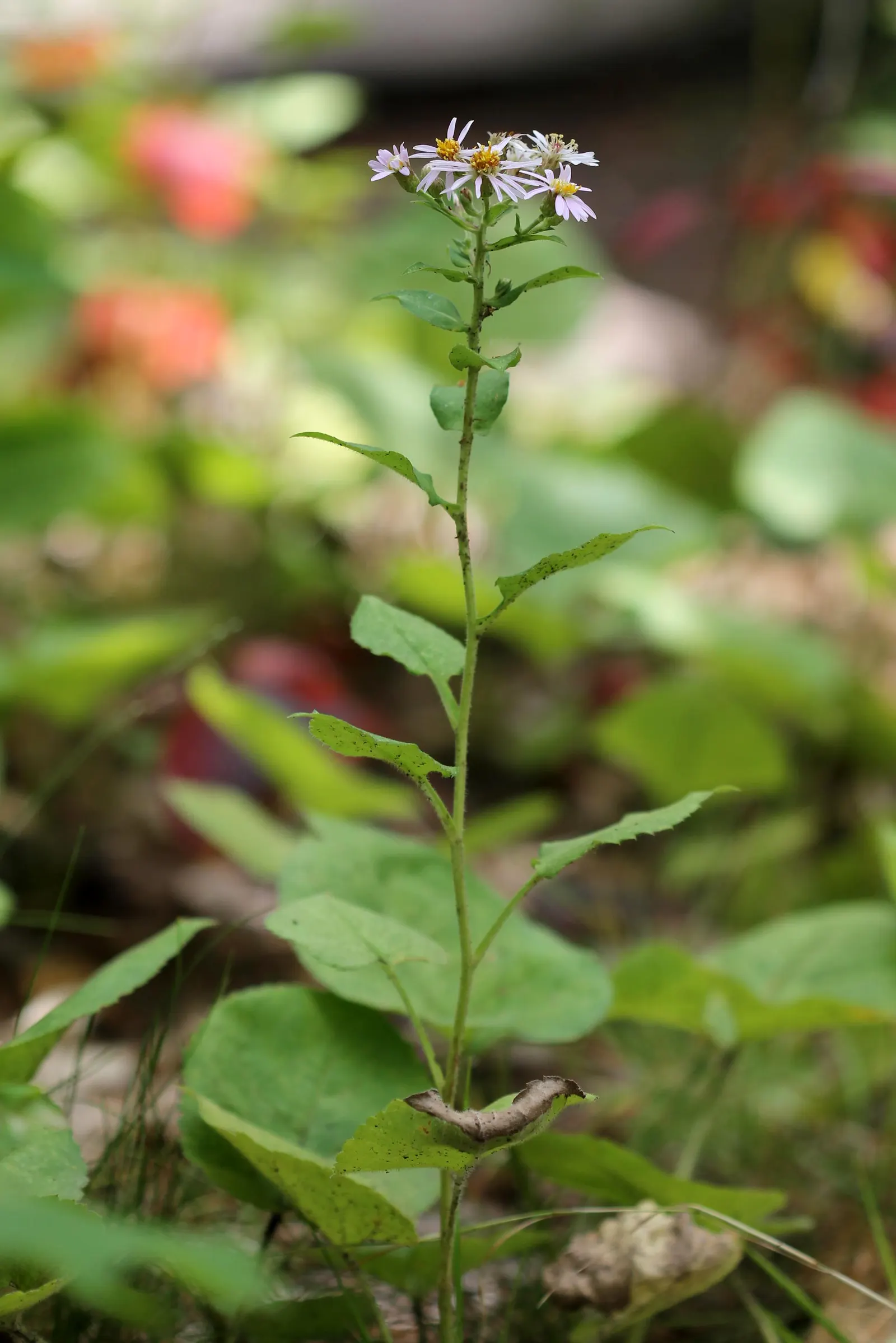 Big Leaf Aster (Aster Macrophyllus) — It's hardy in USDA zones 3 to 8