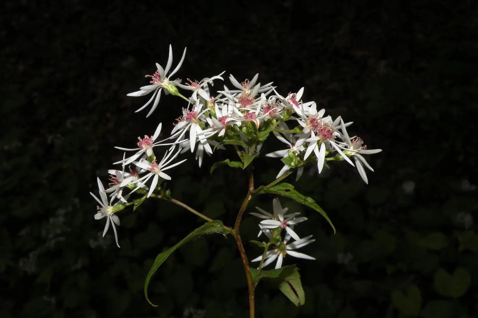Big Leaf Aster (Aster Macrophyllus) — commonly referred to as Large-leaved Aster or Aster macrophyllus; which can span up to 8 inches in width