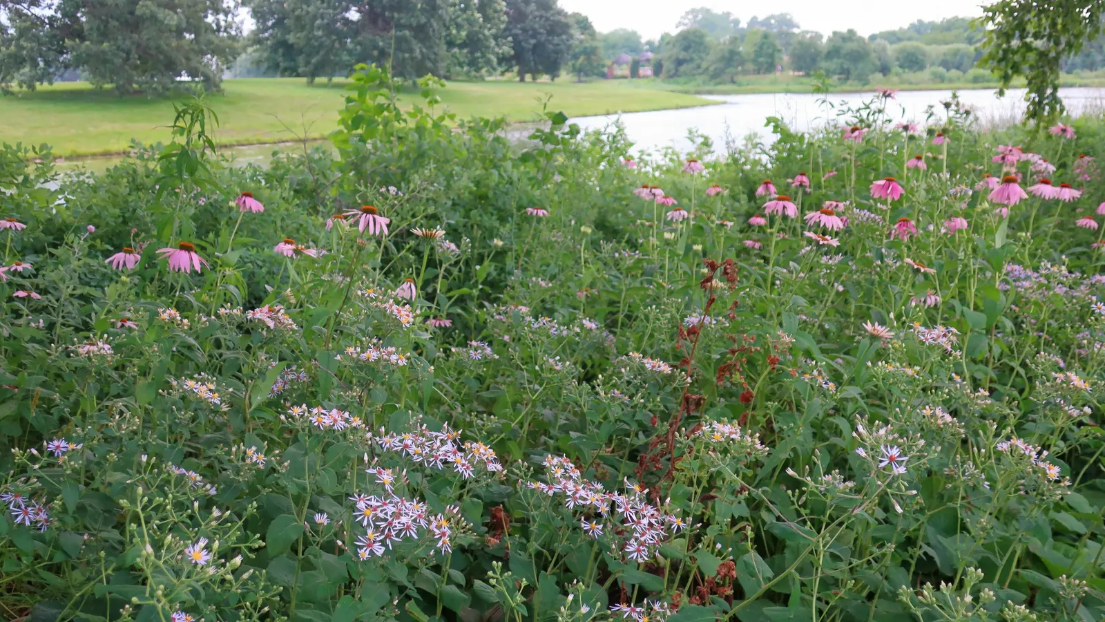 Big Leaf Aster (Aster Macrophyllus) — With heart-shaped leaves up to 8 inches wide; this shade-tolerant aster is recognized by its sizable heart-shaped leaves