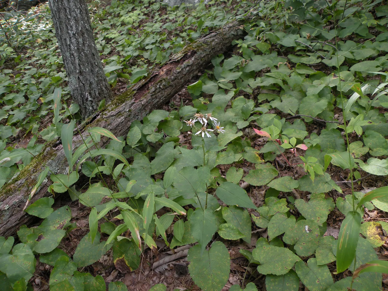 Big Leaf Aster (Aster Macrophyllus) — blooming late summer to fall
