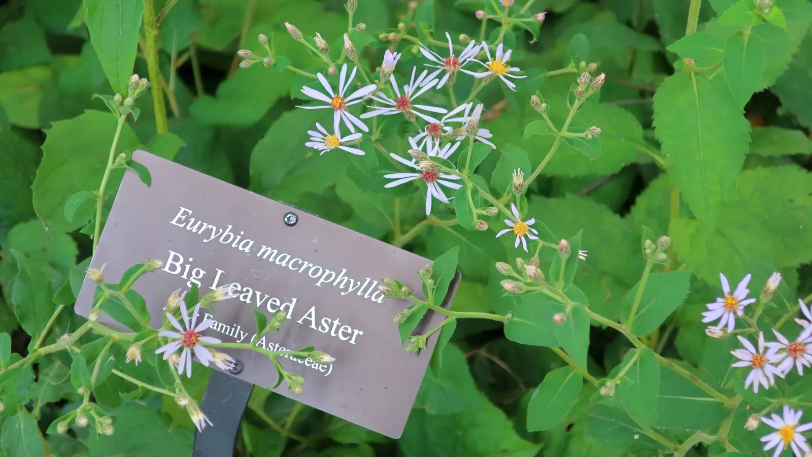 Big Leaf Aster (Aster Macrophyllus) — growing 1-3 feet tall with a similar spread; the Big Leaf Aster (Symphyotrichum macrophyllum)