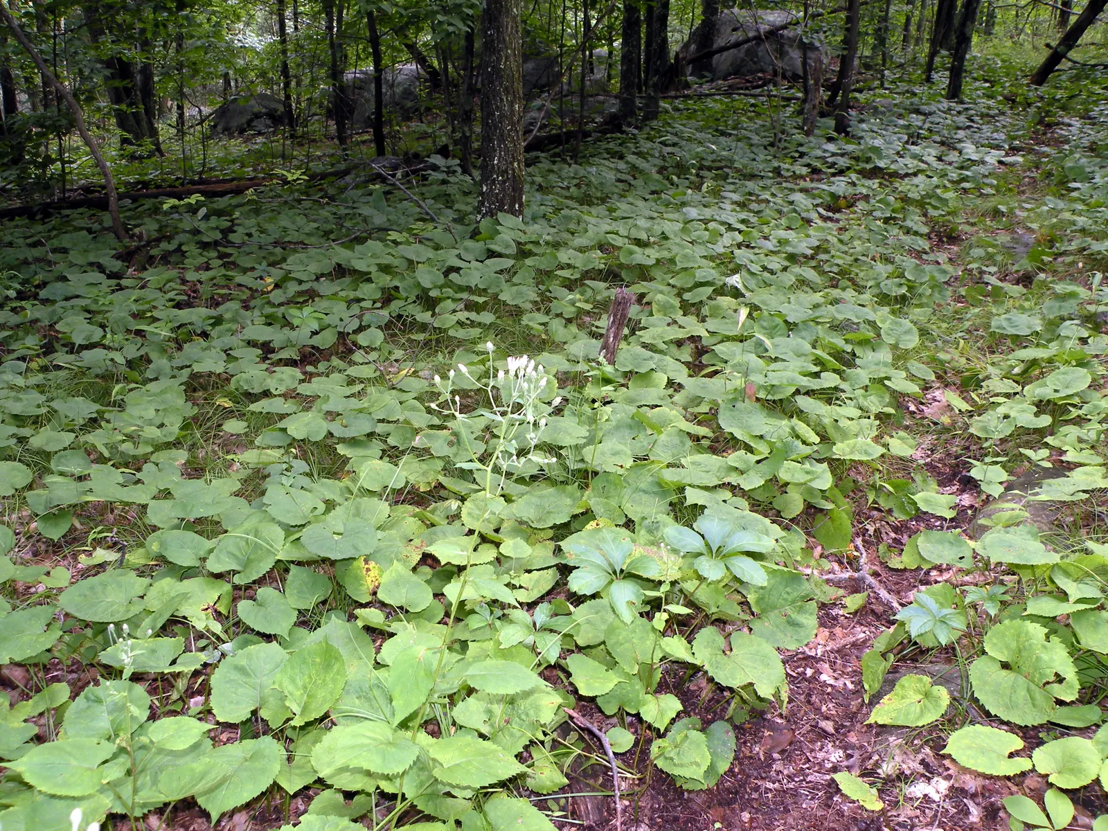 Big Leaf Aster (Aster Macrophyllus) — Big Leaf Aster forms an excellent ground cover in shady woodland gardens; lavender-to-blue flowers measuring up to 1.5