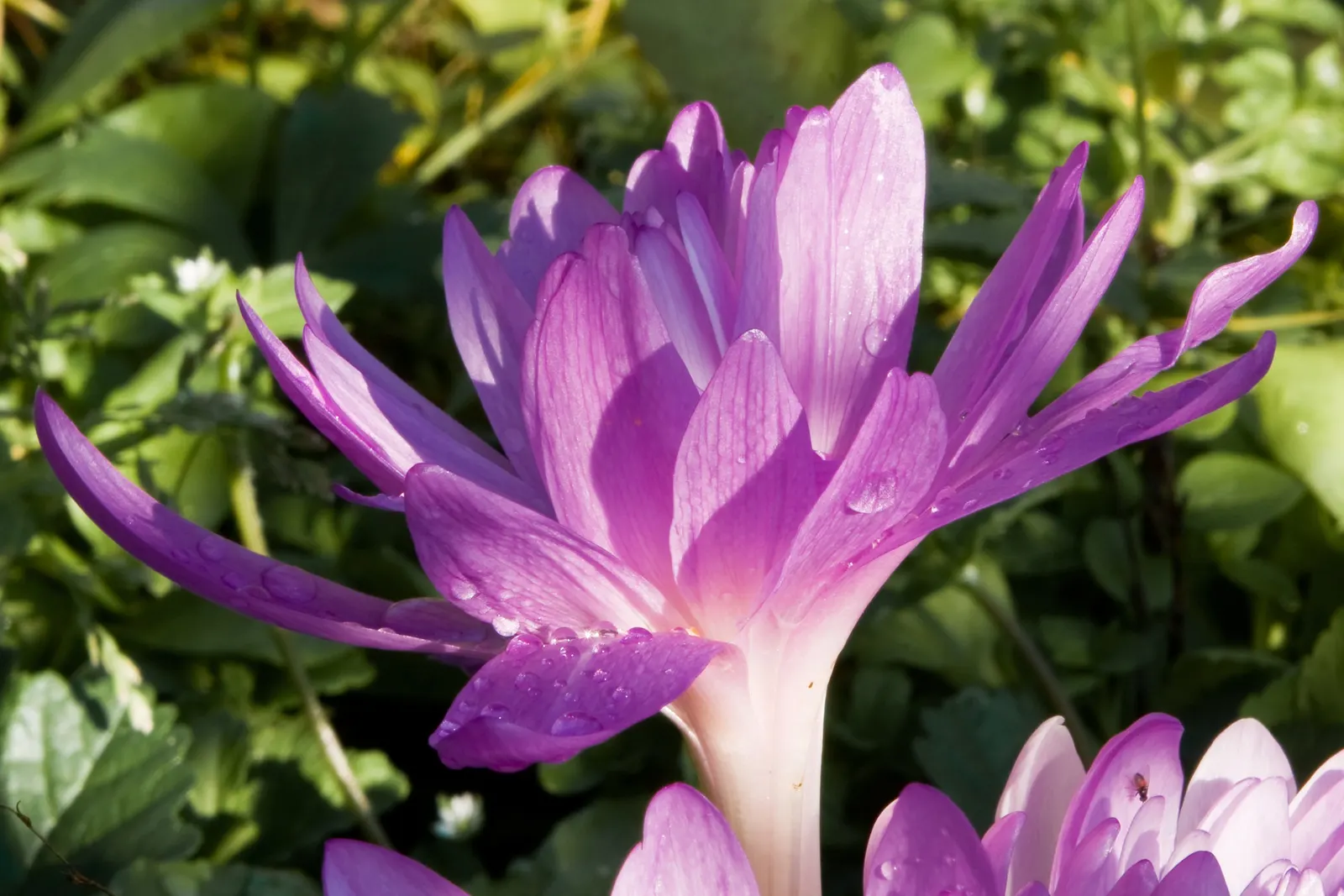 Meadow Saffron (Colchicum 'Waterlily') — commonly referred to as Meadow Saffron