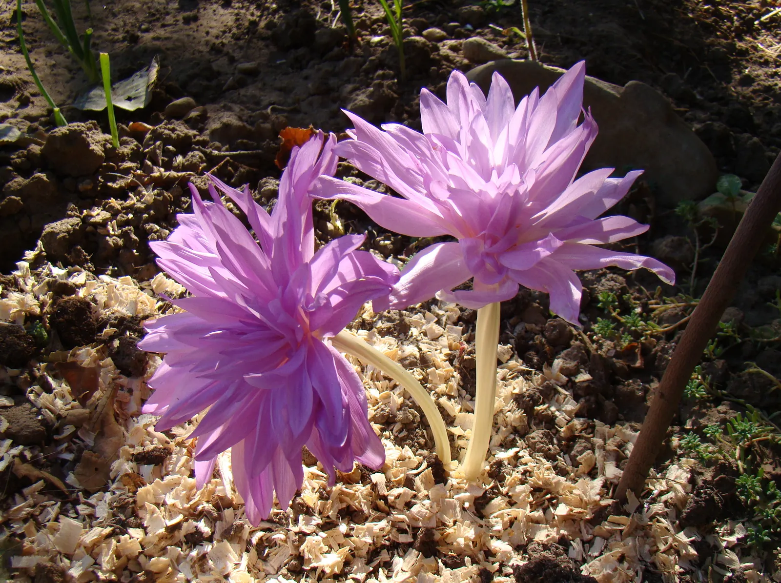 Meadow Saffron (Colchicum 'Waterlily') — Its vibrant display suits borders and naturalistic settings