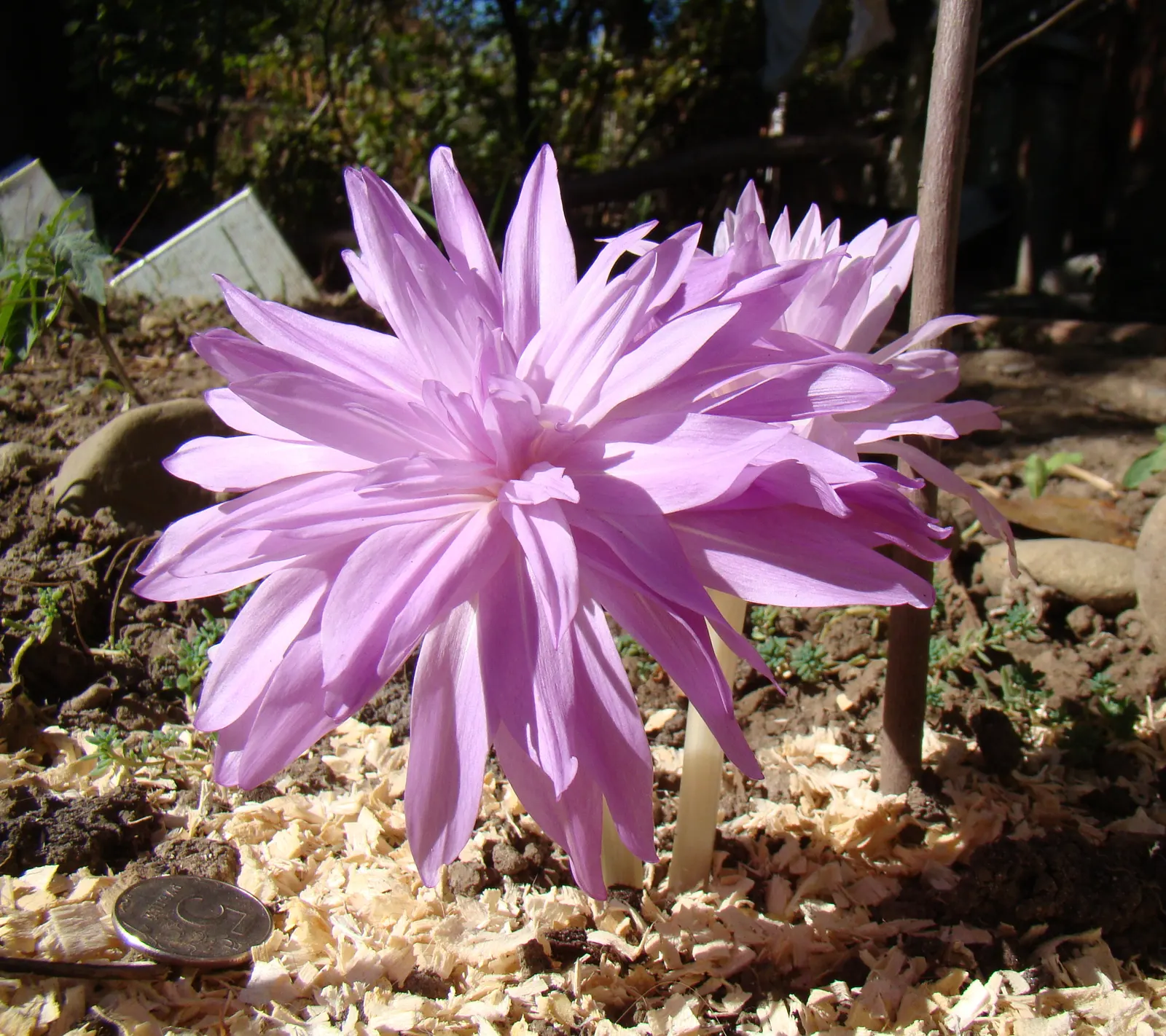 Meadow Saffron (Colchicum 'Waterlily') — requiring well-drained soil and partial shade