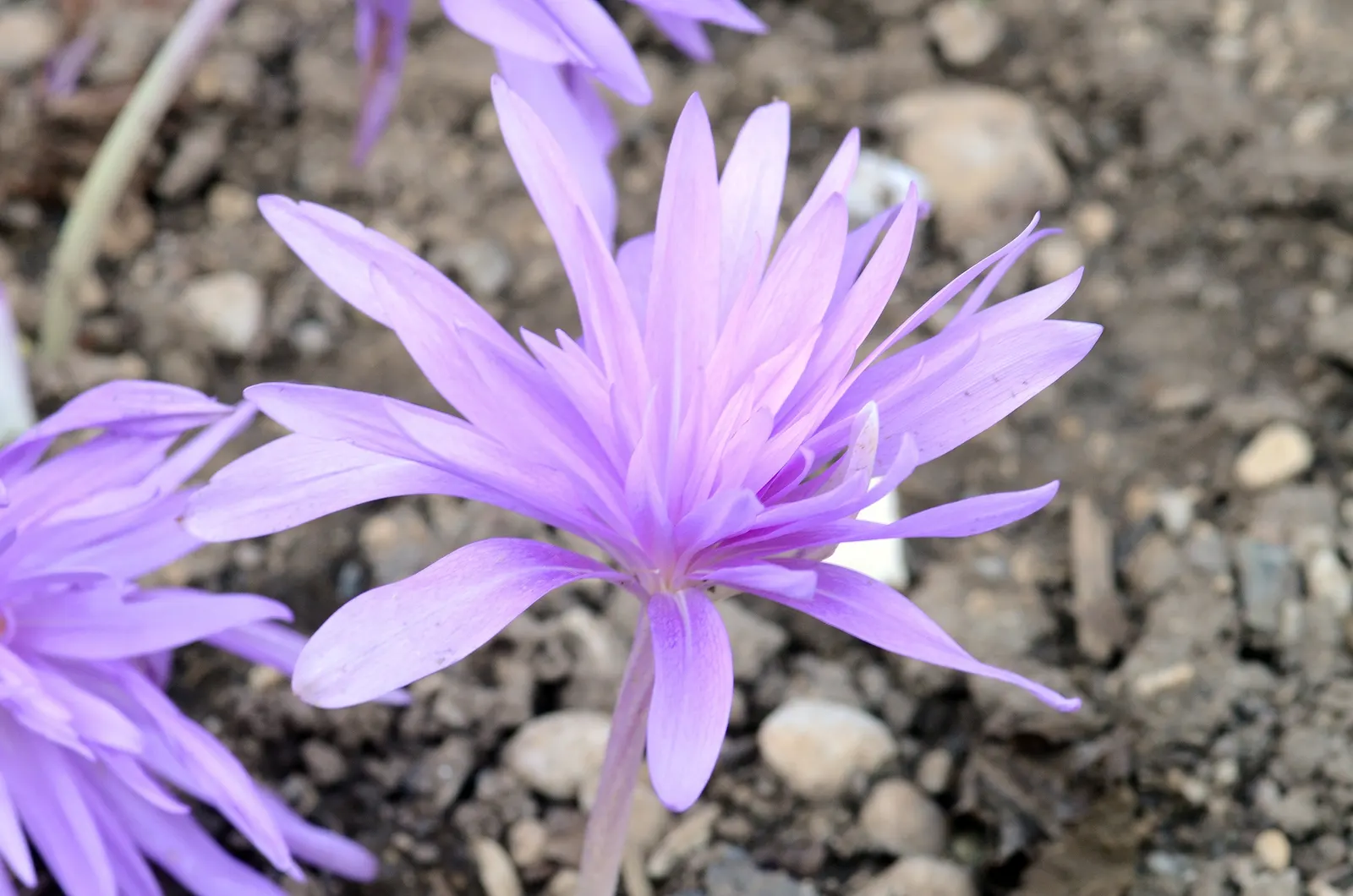 Meadow Saffron (Colchicum 'Waterlily') — commonly known as Meadow Saffron