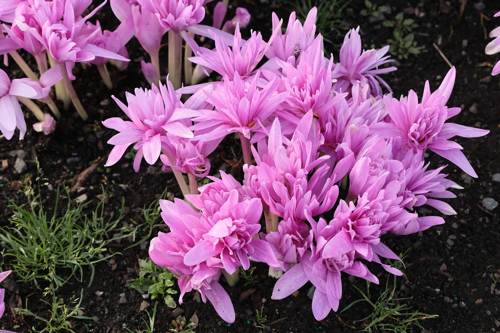 Meadow Saffron (Colchicum 'Waterlily') — Plant bulbs 3-4 inches deep for optimal growth