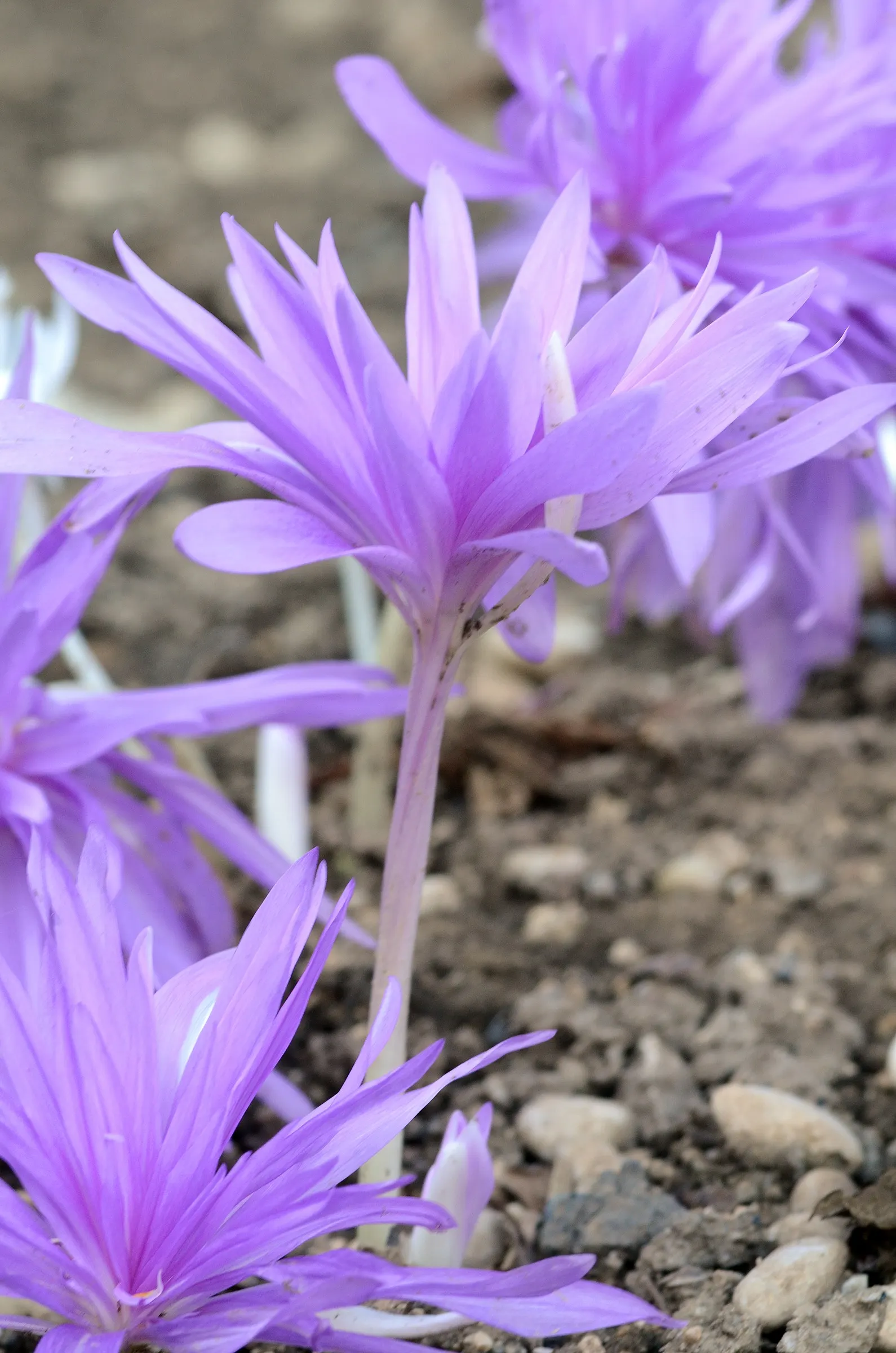 Meadow Saffron (Colchicum 'Waterlily') — and handling may irritate the skin