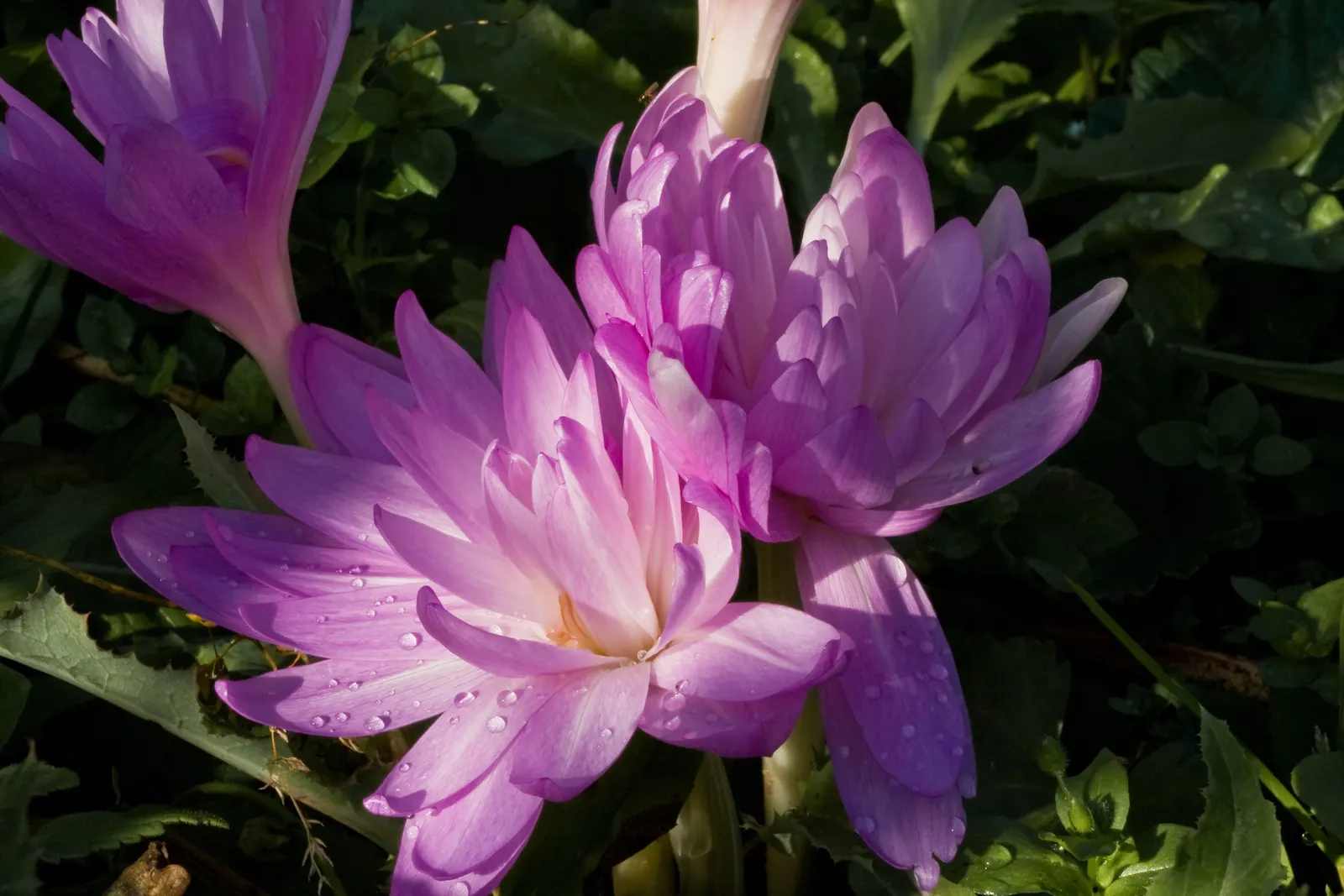 Meadow Saffron (Colchicum 'Waterlily') — necessitating caution in placement and maintenance