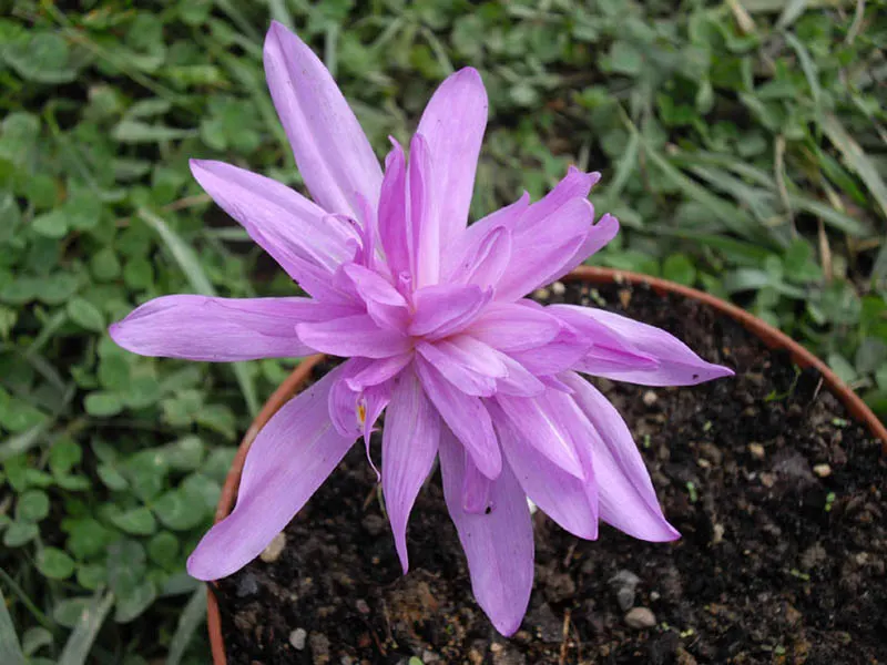 Meadow Saffron (Colchicum 'Waterlily') — double lilac flowers resembling waterlilies