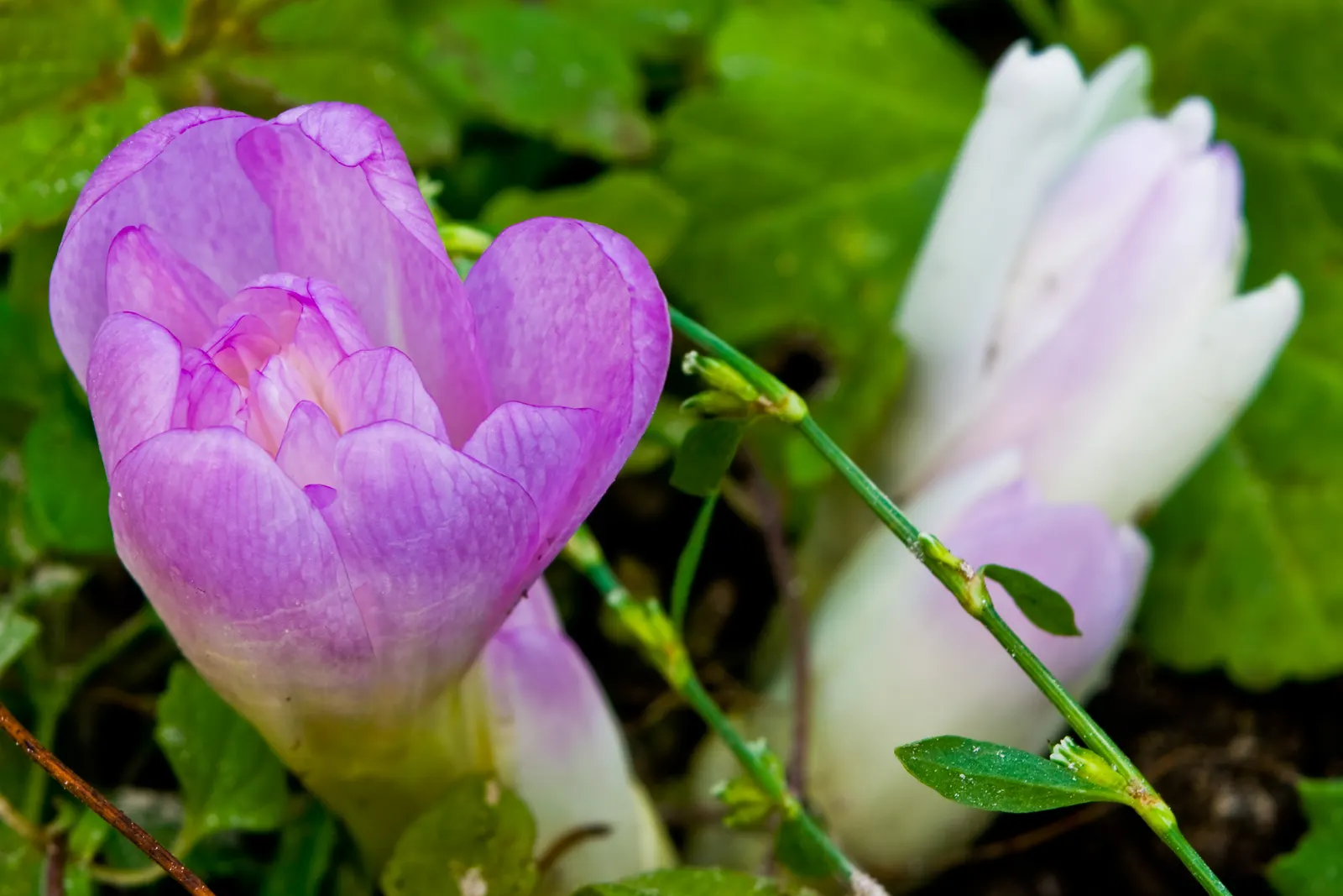 Meadow Saffron (Colchicum 'Waterlily') — Note: All parts are toxic if ingested