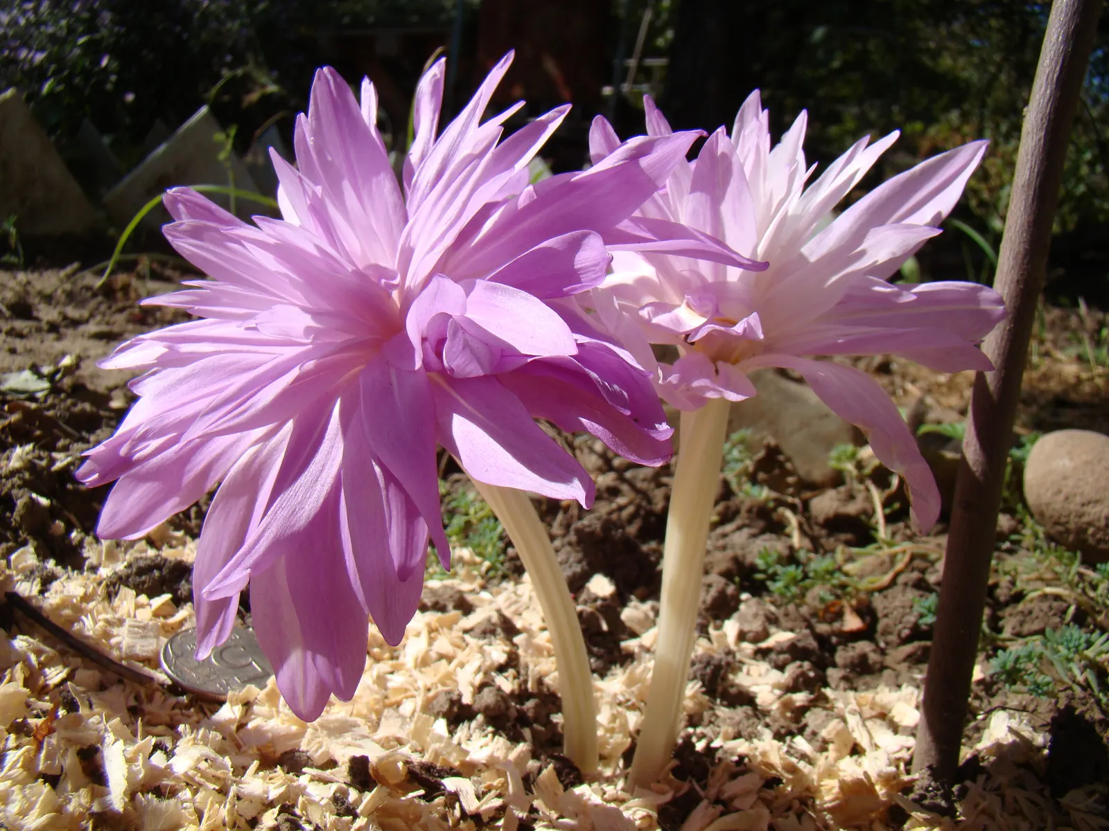 Meadow Saffron (Colchicum 'Waterlily') — This bulbous perennial reaches 6-8 inches in height