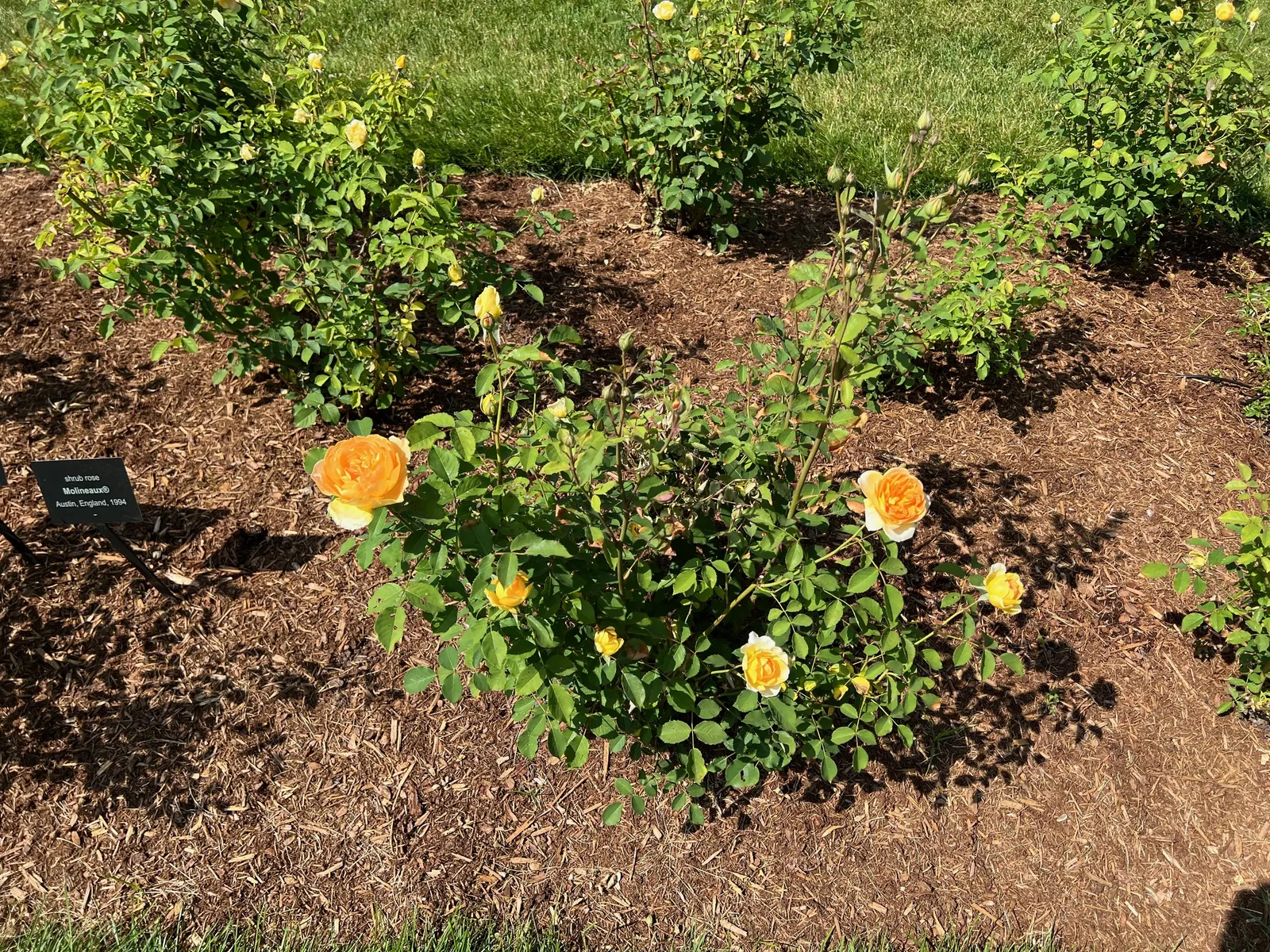 Molineux English Rose (Rosa David Austin 'Molineux') — making it a versatile addition to the landscape design