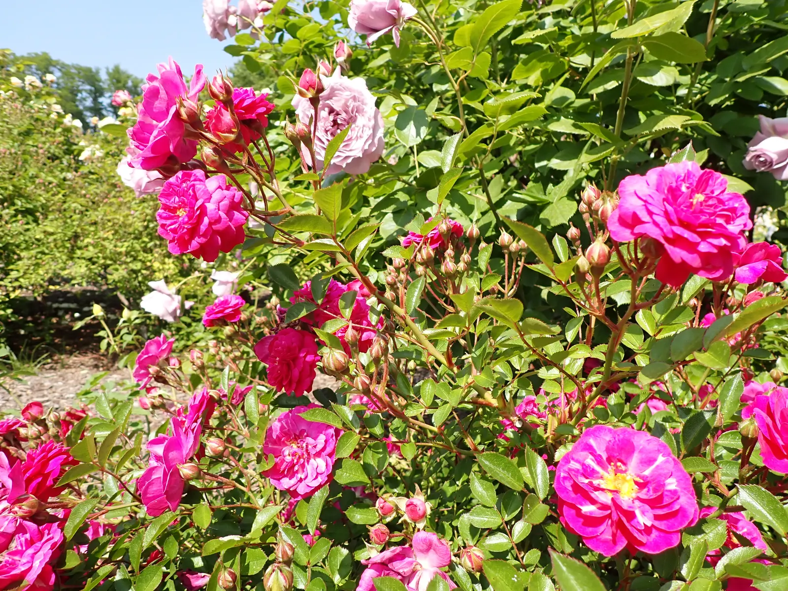 Molineux English Rose (Rosa David Austin 'Molineux') — This compact shrub displays resilience to common rose ailments such as black spot and rust; is a