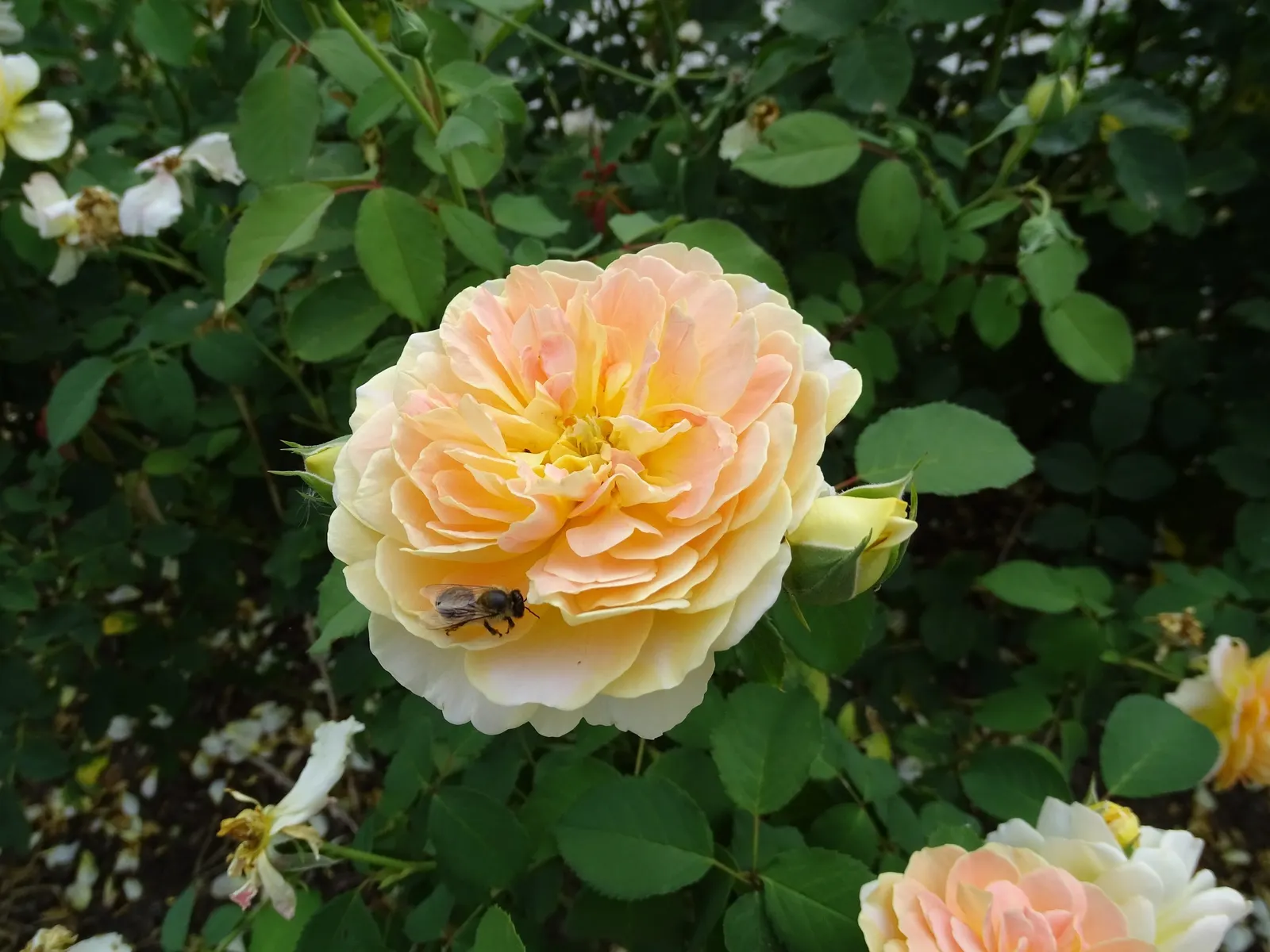 Molineux English Rose (Rosa David Austin 'Molineux') — yellow hue that may soften to a pleasing cream as they mature; approximately 3 inches across