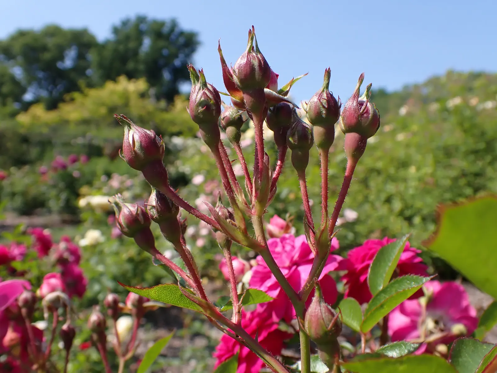 Molineux English Rose (Rosa David Austin 'Molineux') — Renowned for its exceptional hardiness and vigorous growth habit; planting in full sun ensures optimal