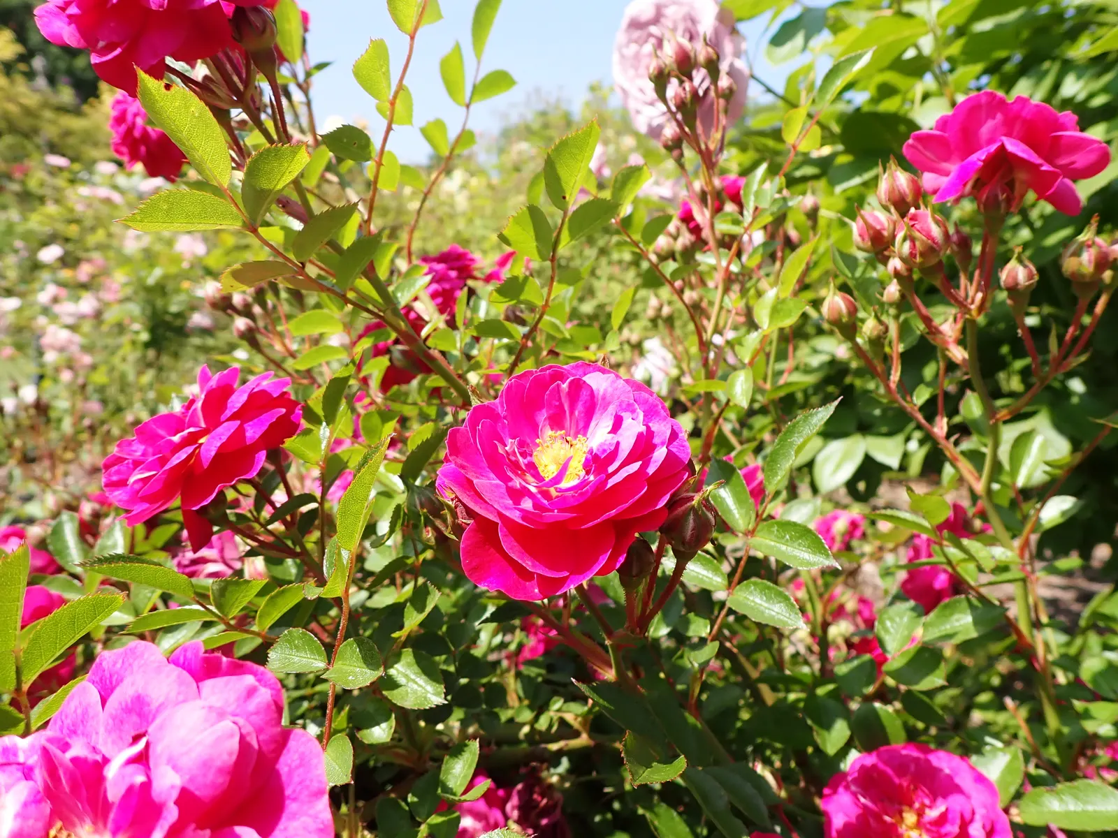 Molineux English Rose (Rosa David Austin 'Molineux') — Planting in full sun ensures optimal blooming; renowned for its exceptional hardiness and vigorous
