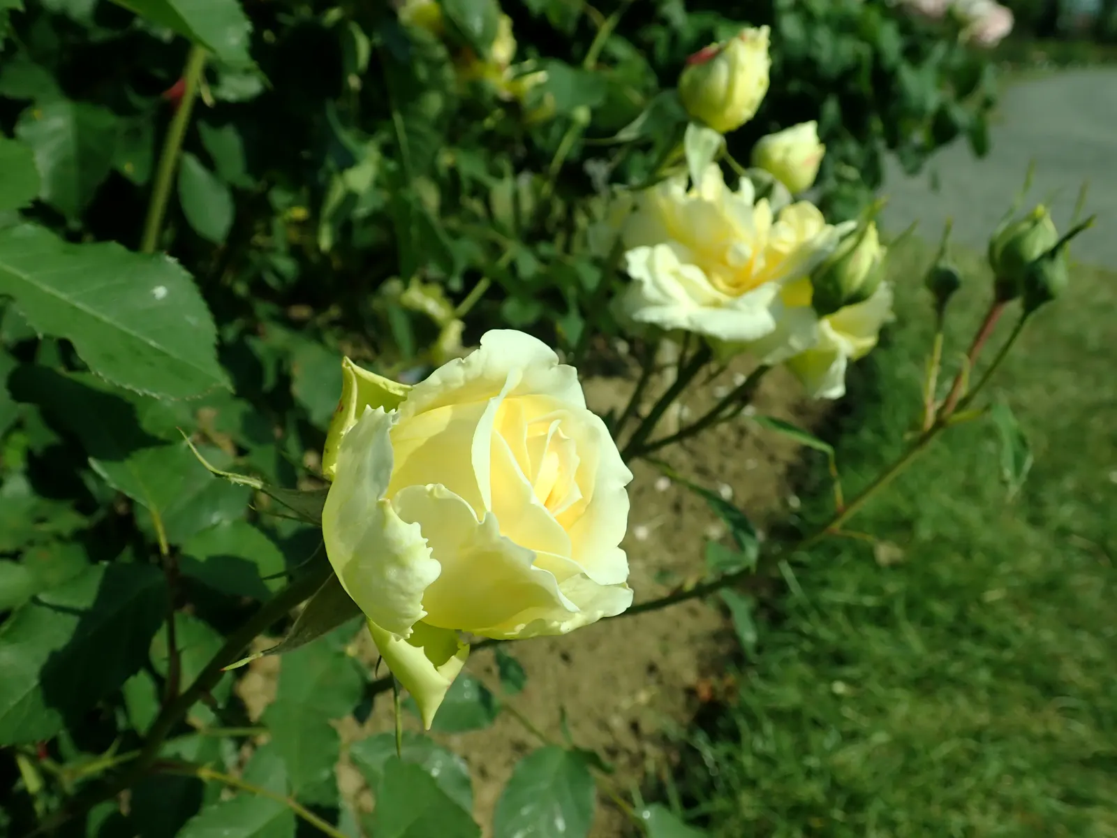 Molineux English Rose (Rosa David Austin 'Molineux') — providing a full and lush appearance