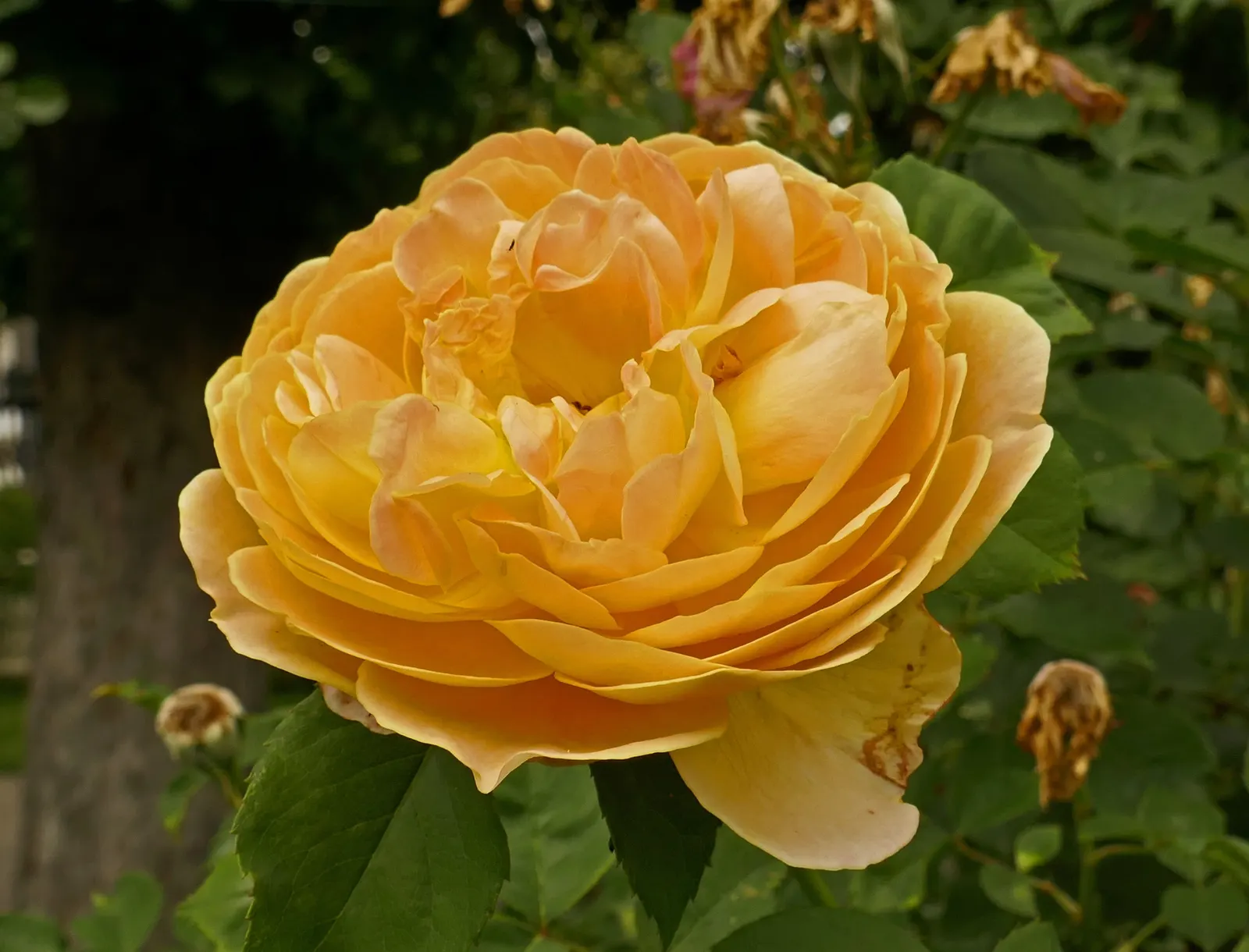 Molineux English Rose (Rosa David Austin 'Molineux') — The flowers are deeply cupped at first and gradually open to form rosettes with a petal count around 70