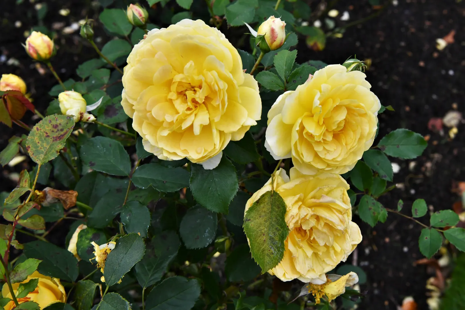 Molineux English Rose (Rosa David Austin 'Molineux') — it reaches a mature height of approximately 3 to 4 feet and spans roughly the same in width; yellow