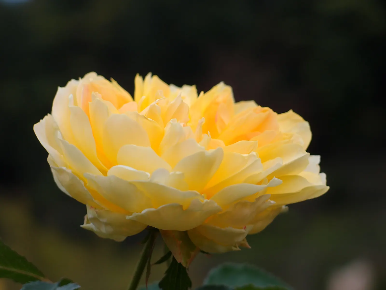 Molineux English Rose (Rosa David Austin 'Molineux') — Planting in full sun ensures optimal blooming