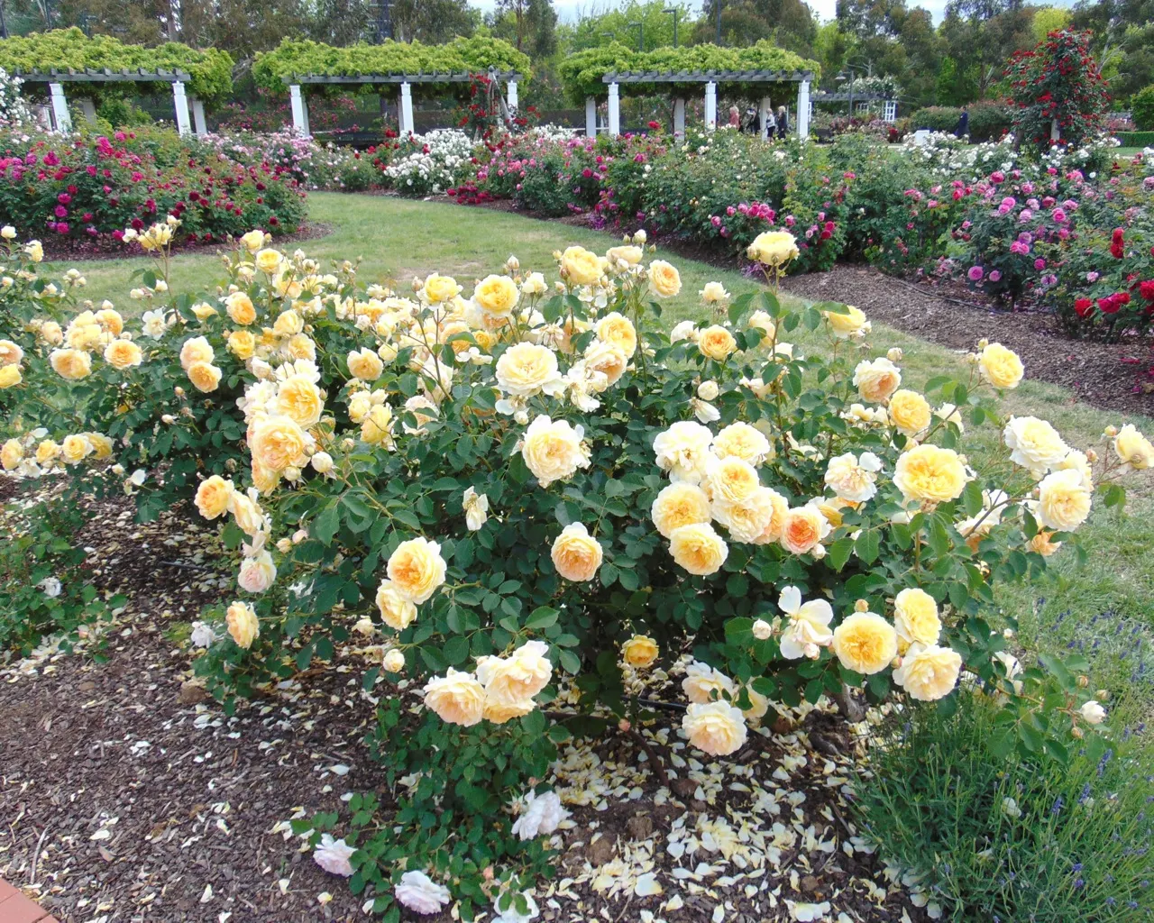 Molineux English Rose (Rosa David Austin 'Molineux') — is a captivating cultivar that offers both visual and fragrant pleasure; this compact shrub displays