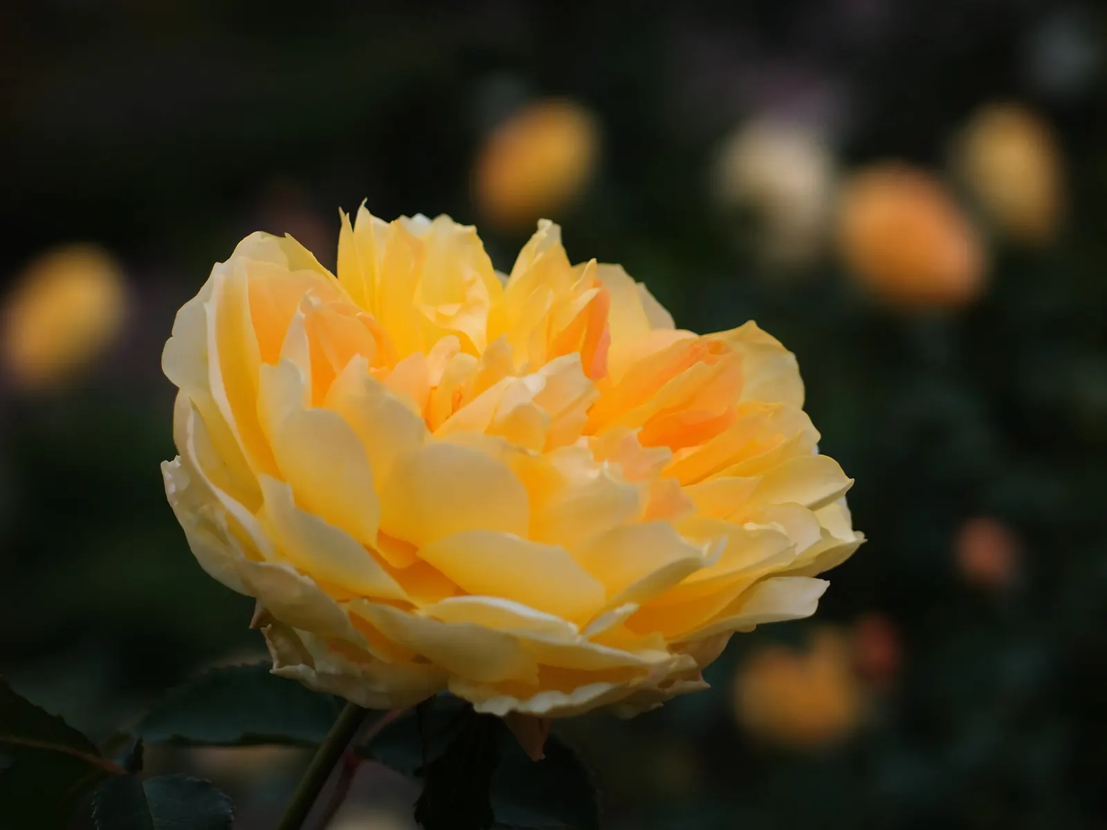 Molineux English Rose (Rosa David Austin 'Molineux') — shrub with yellow blooms