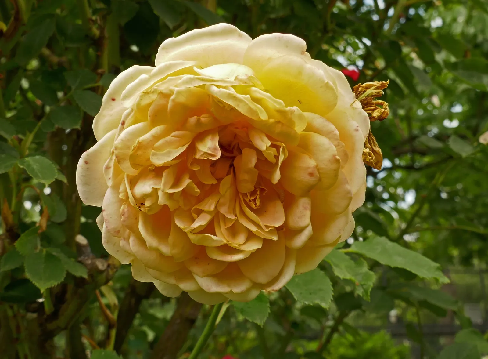 Molineux English Rose (Rosa David Austin 'Molineux') — it reaches a mature height of approximately 3 to 4 feet and spans roughly the same in width
