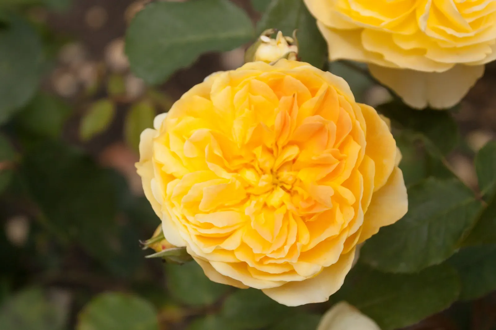 Molineux English Rose (Rosa David Austin 'Molineux') — which can enhance any outdoor space.<br><br>Foliage presents as dark green and glossy; shrub with yellow