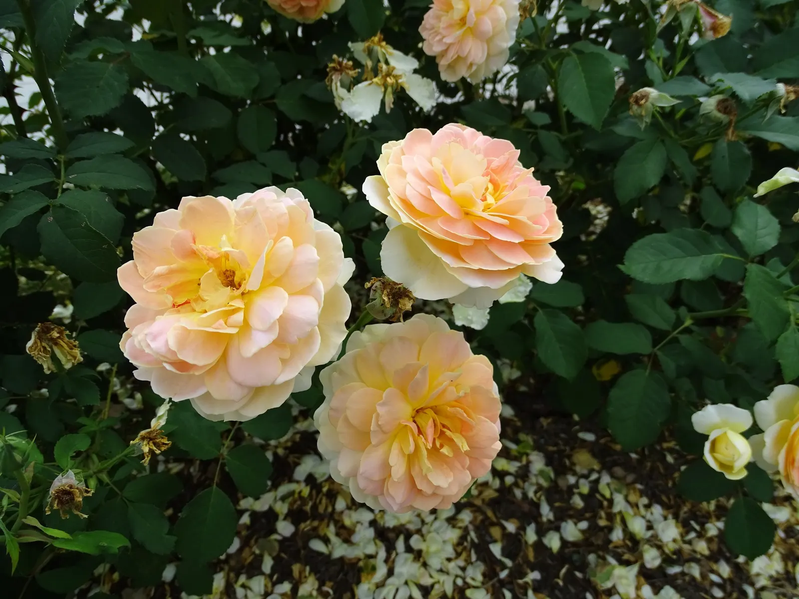 Molineux English Rose (Rosa David Austin 'Molineux') — This variety of rose can serve as a focal point in mixed borders