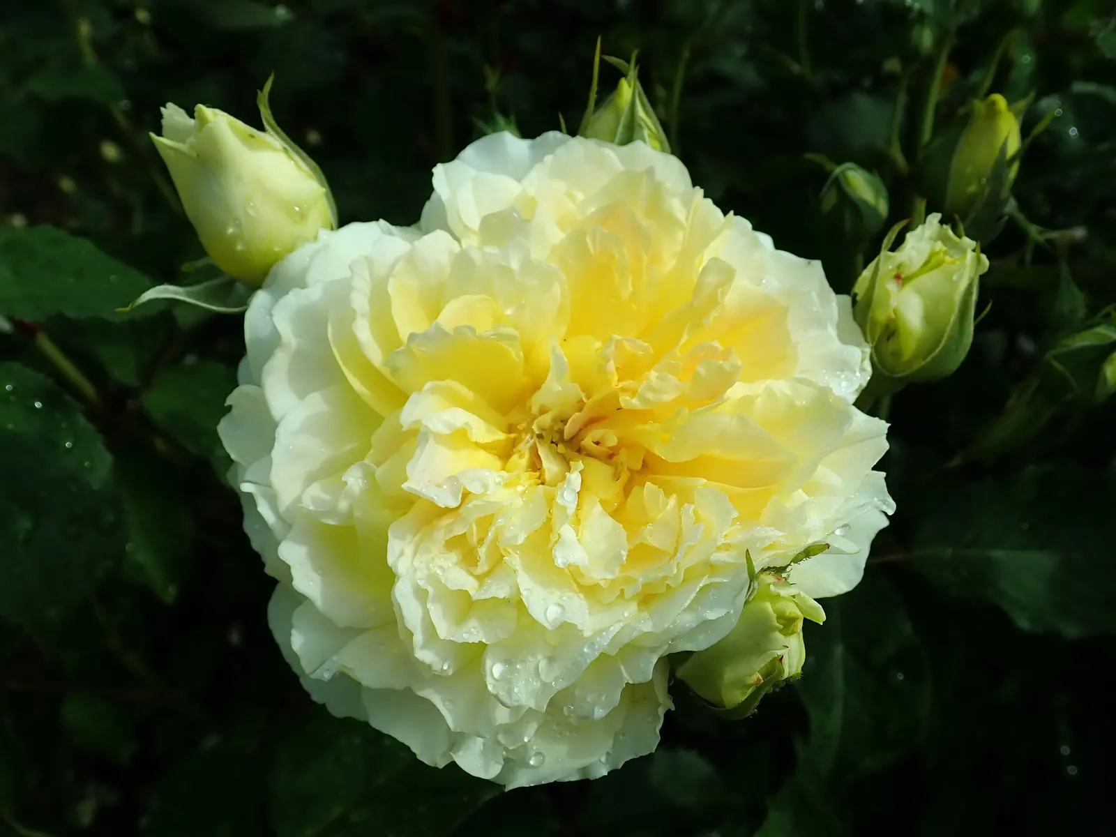 Molineux English Rose (Rosa David Austin 'Molineux') — Flowers repeatedly from early summer to fall, reaching a modest height of 2.5-3 feet with an equal