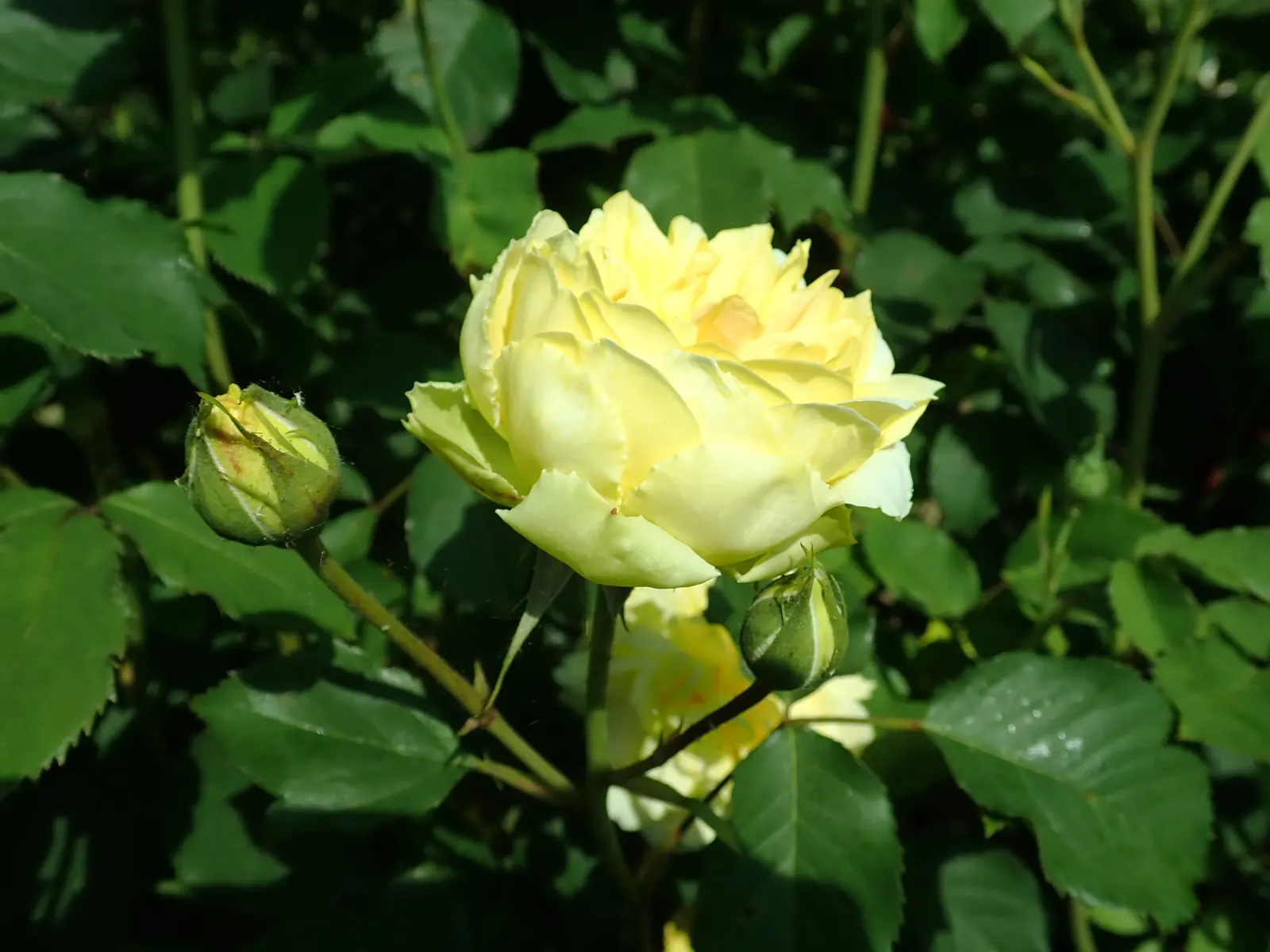 Molineux English Rose (Rosa David Austin 'Molineux') — or even in containers on sunny patios