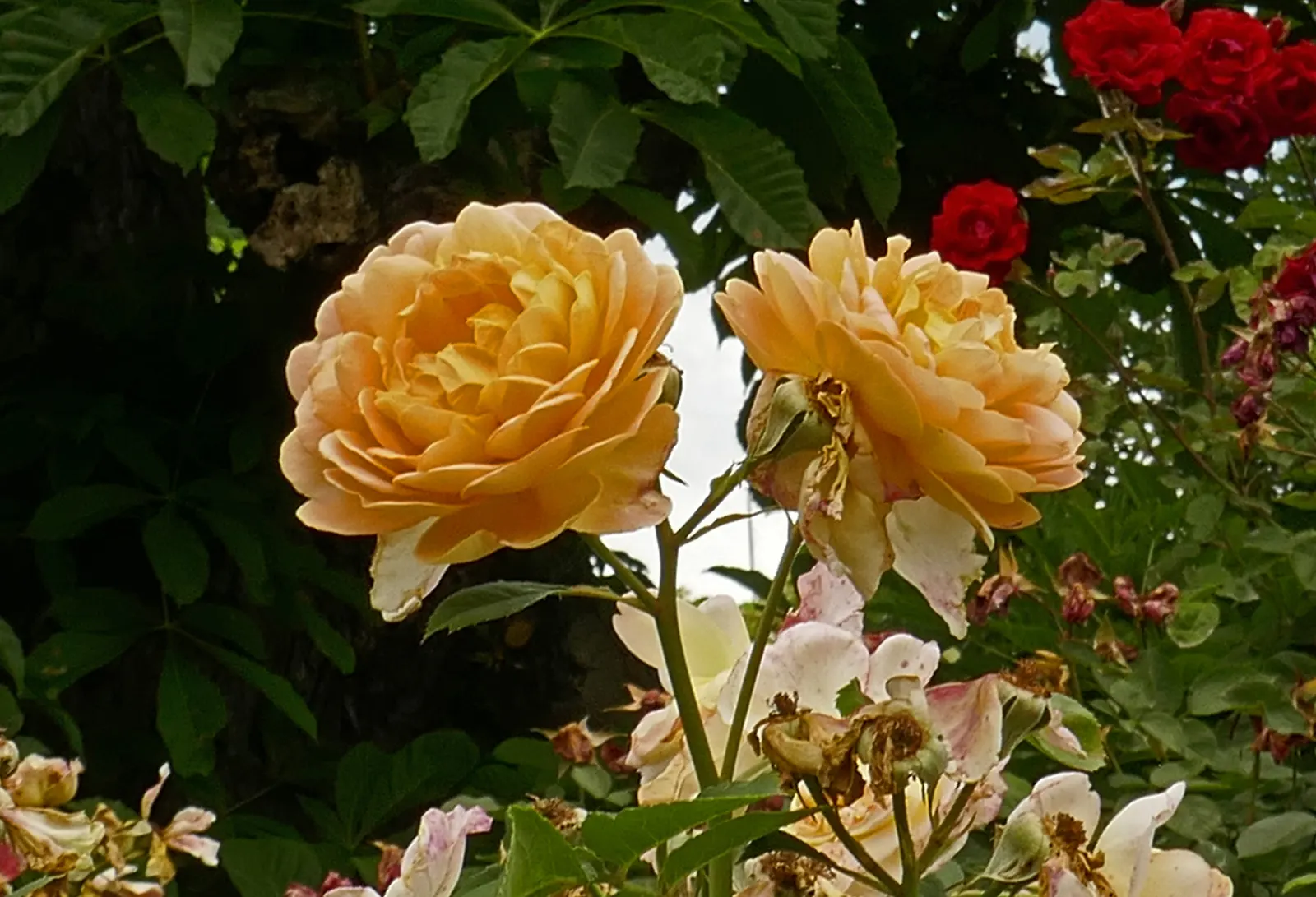 Molineux English Rose (Rosa David Austin 'Molineux') — yellow flowers in the garden