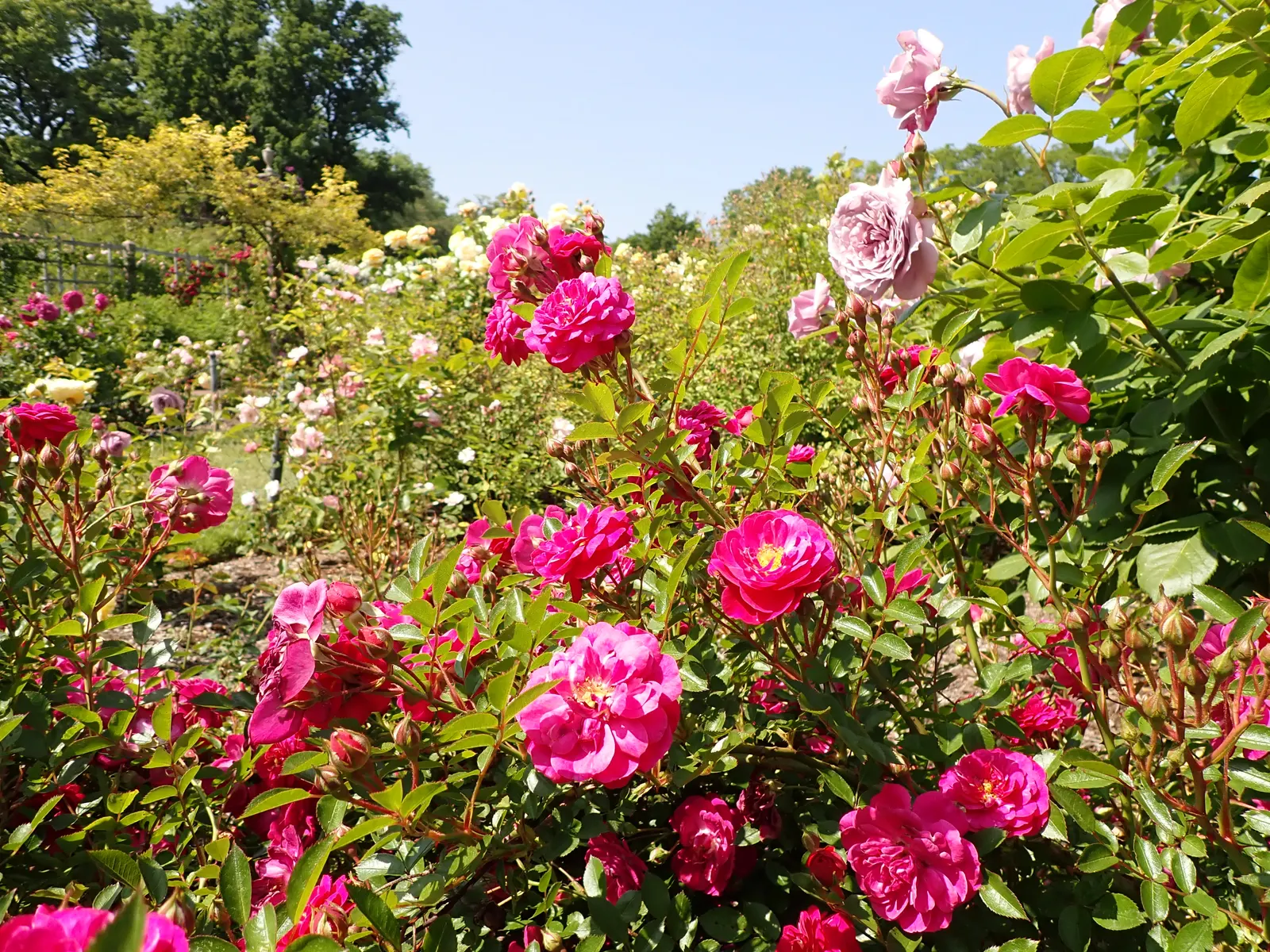 Molineux English Rose (Rosa David Austin 'Molineux') — The flowers are deeply cupped at first and gradually open to form rosettes with a petal, image 34