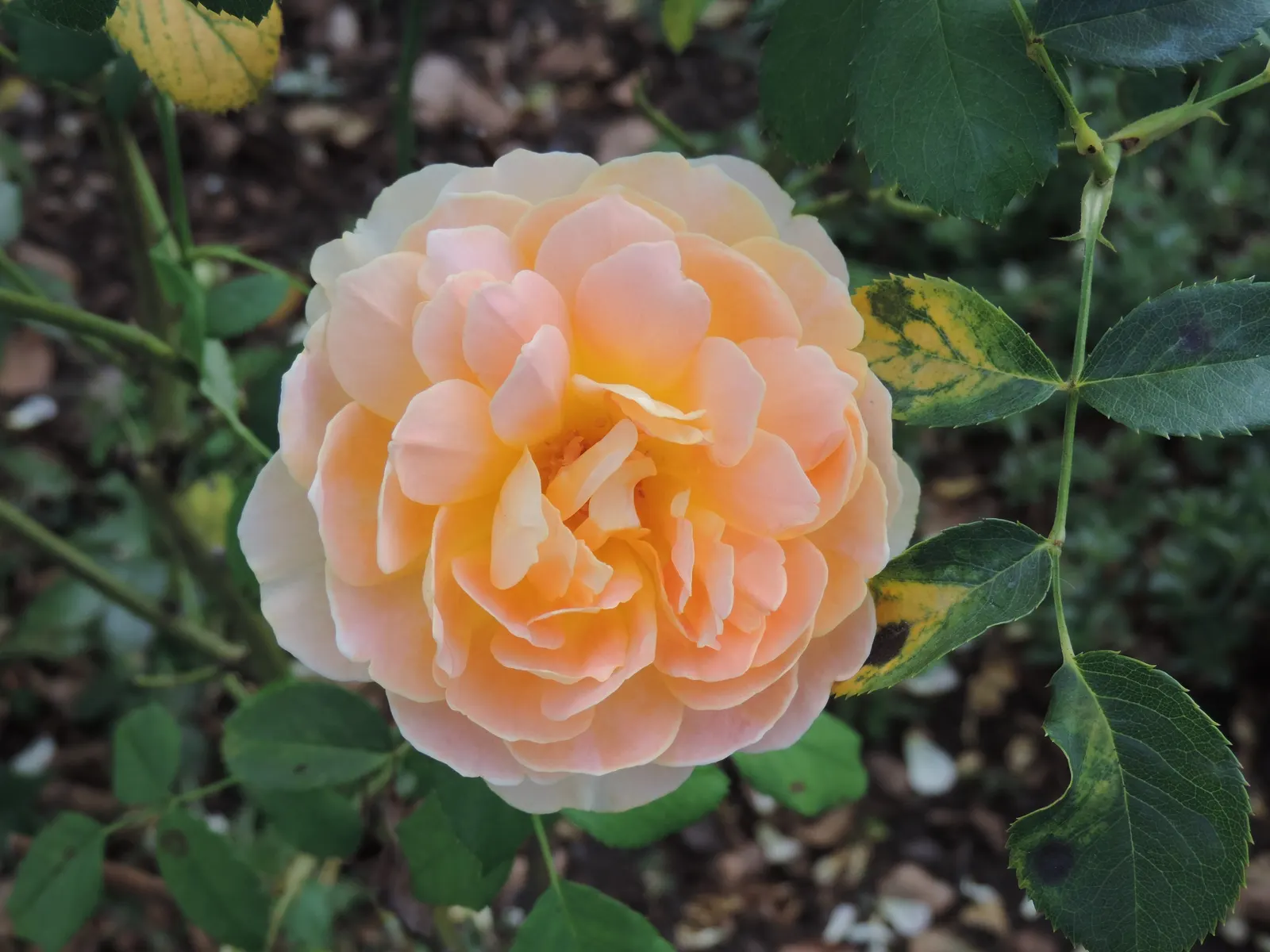 Molineux English Rose (Rosa David Austin 'Molineux') — also recognized as Rosa David Austin 'Molineux'; flowers repeatedly from early summer to fall, reaching