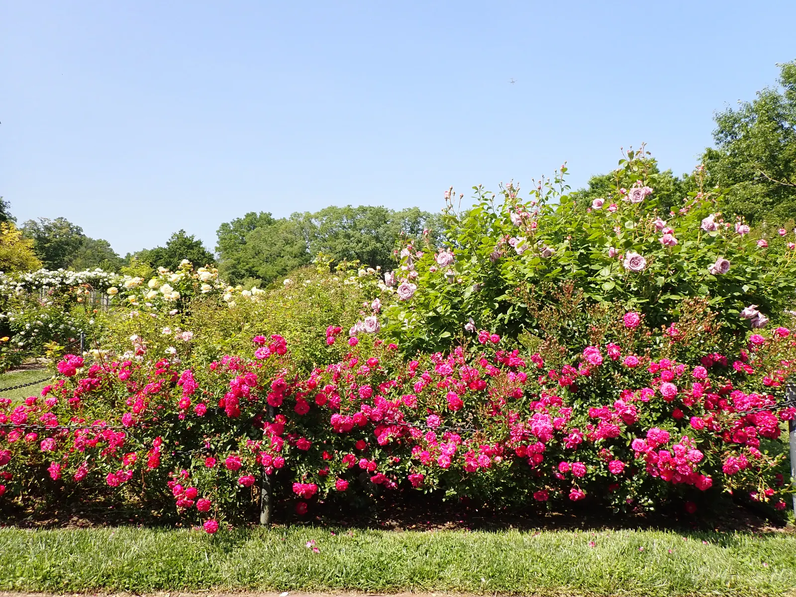 Molineux English Rose (Rosa David Austin 'Molineux') — approximately 3 inches across