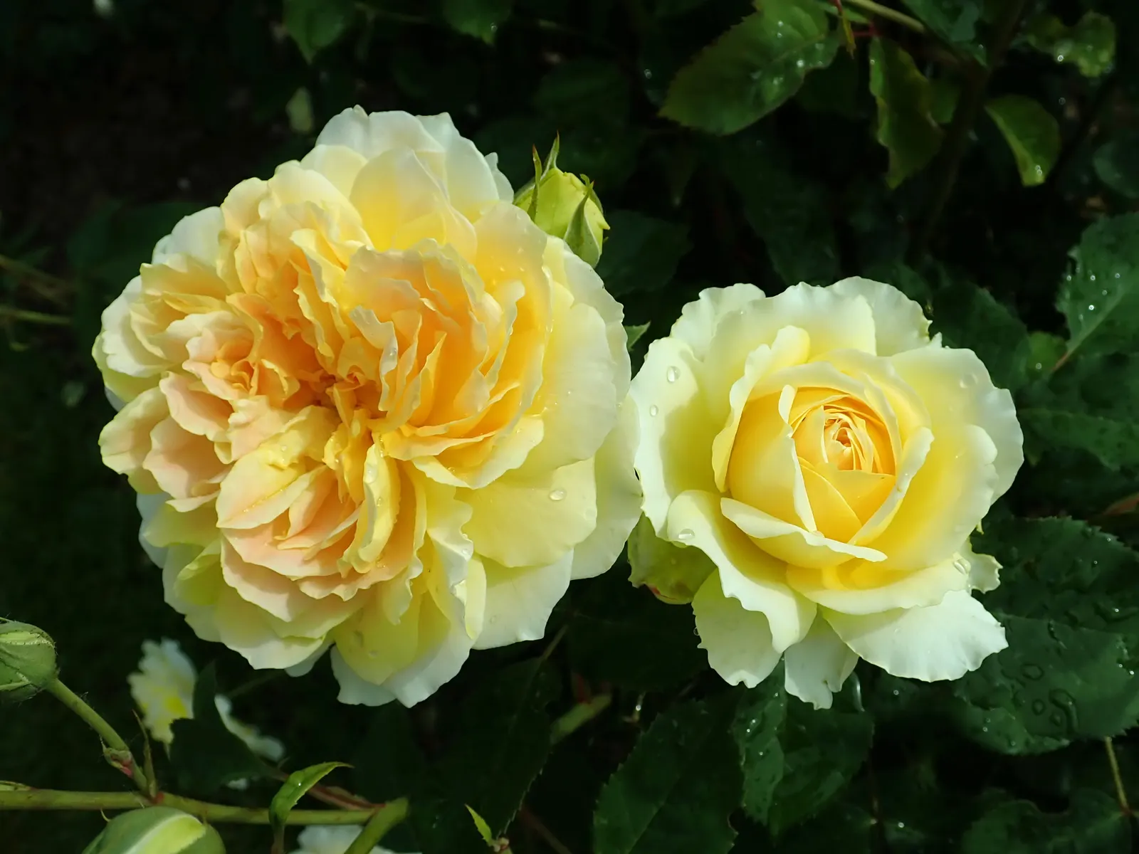 Molineux English Rose (Rosa David Austin 'Molineux') — is a captivating cultivar that offers both visual and fragrant pleasure