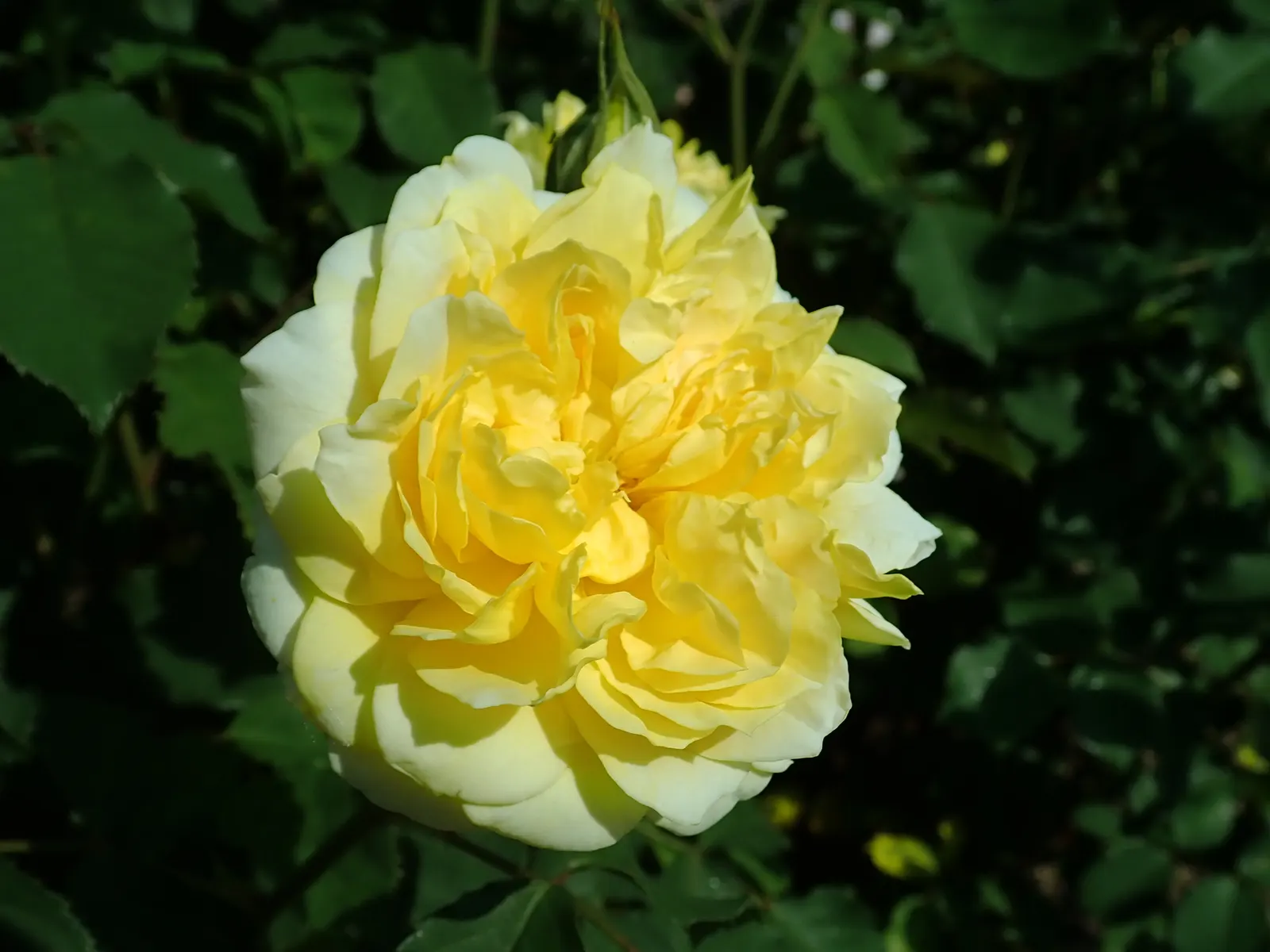 Molineux English Rose (Rosa David Austin 'Molineux') — which clients will admire season after season